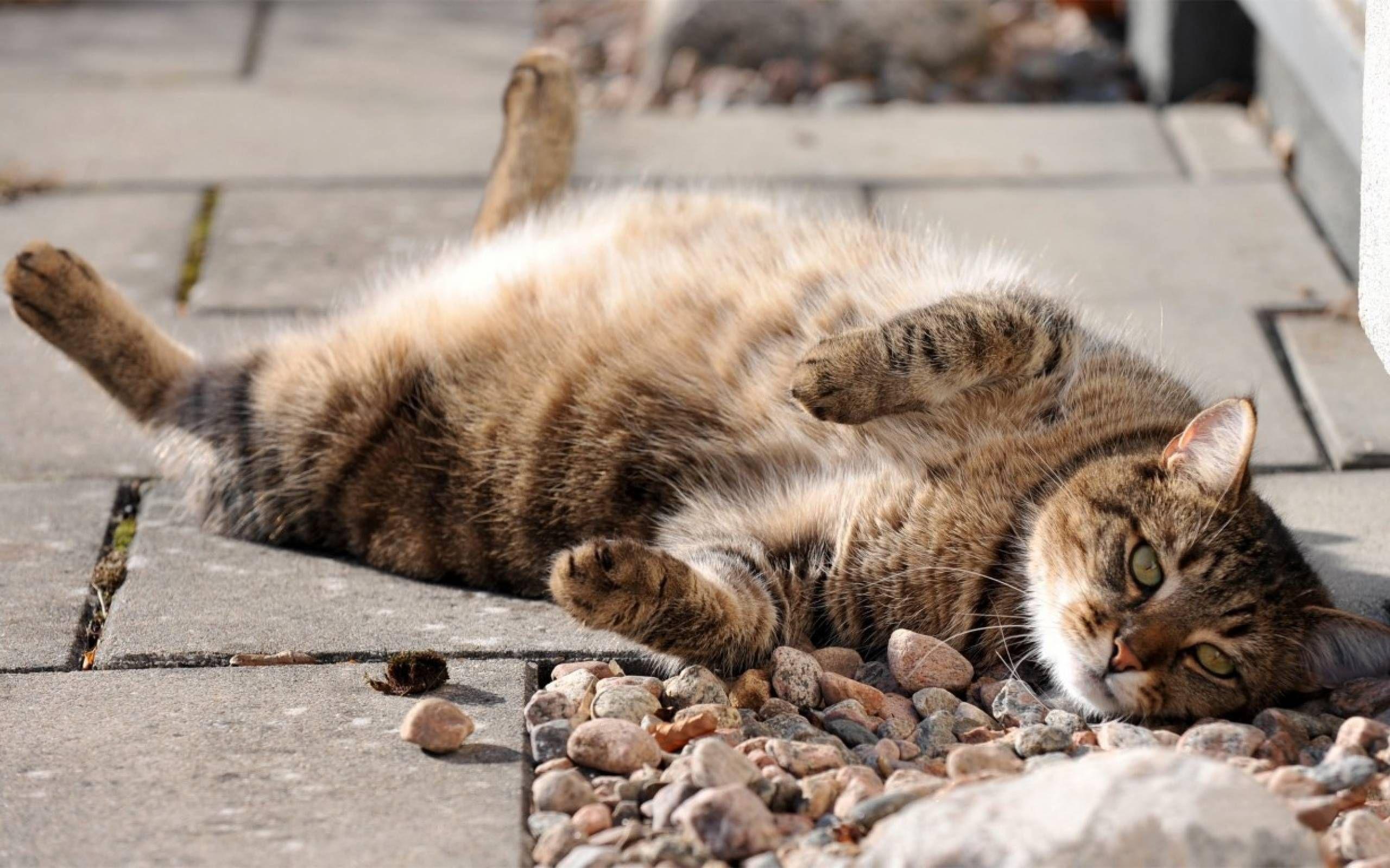 2560x1600 Lazy catpicture.4ever.eu