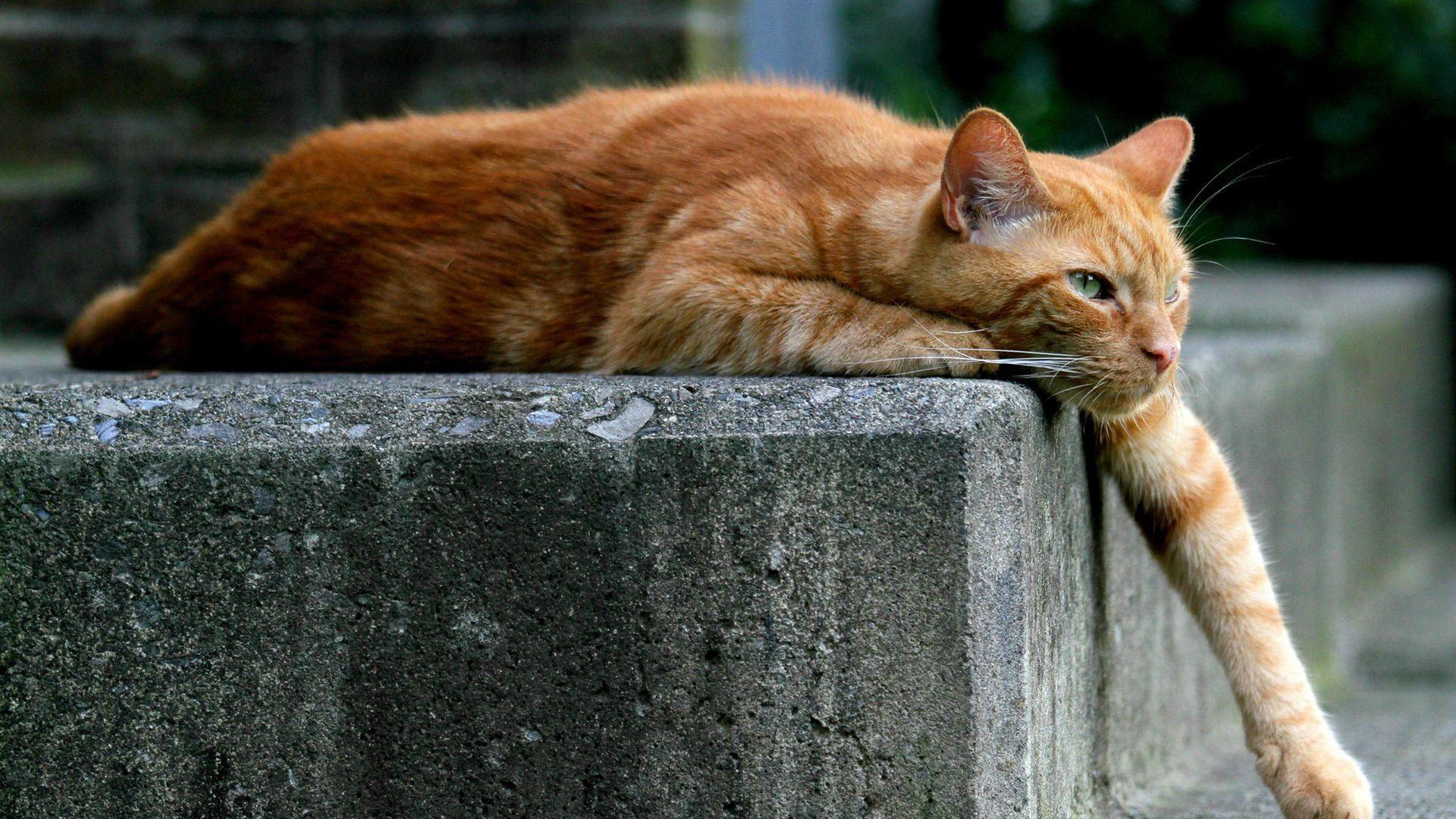 1920x1080 Wallpaper Lazy Cat, Paw 1920x1200 HD .best