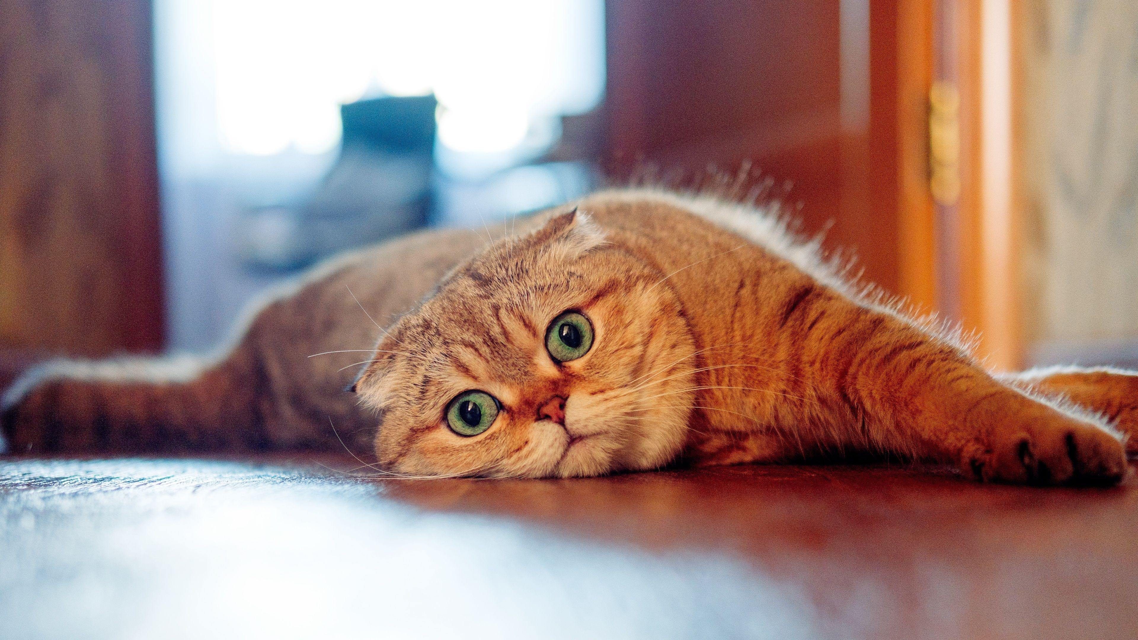 3840x2160 Wallpaper Scottish Fold Cat, Look, Lazy .best