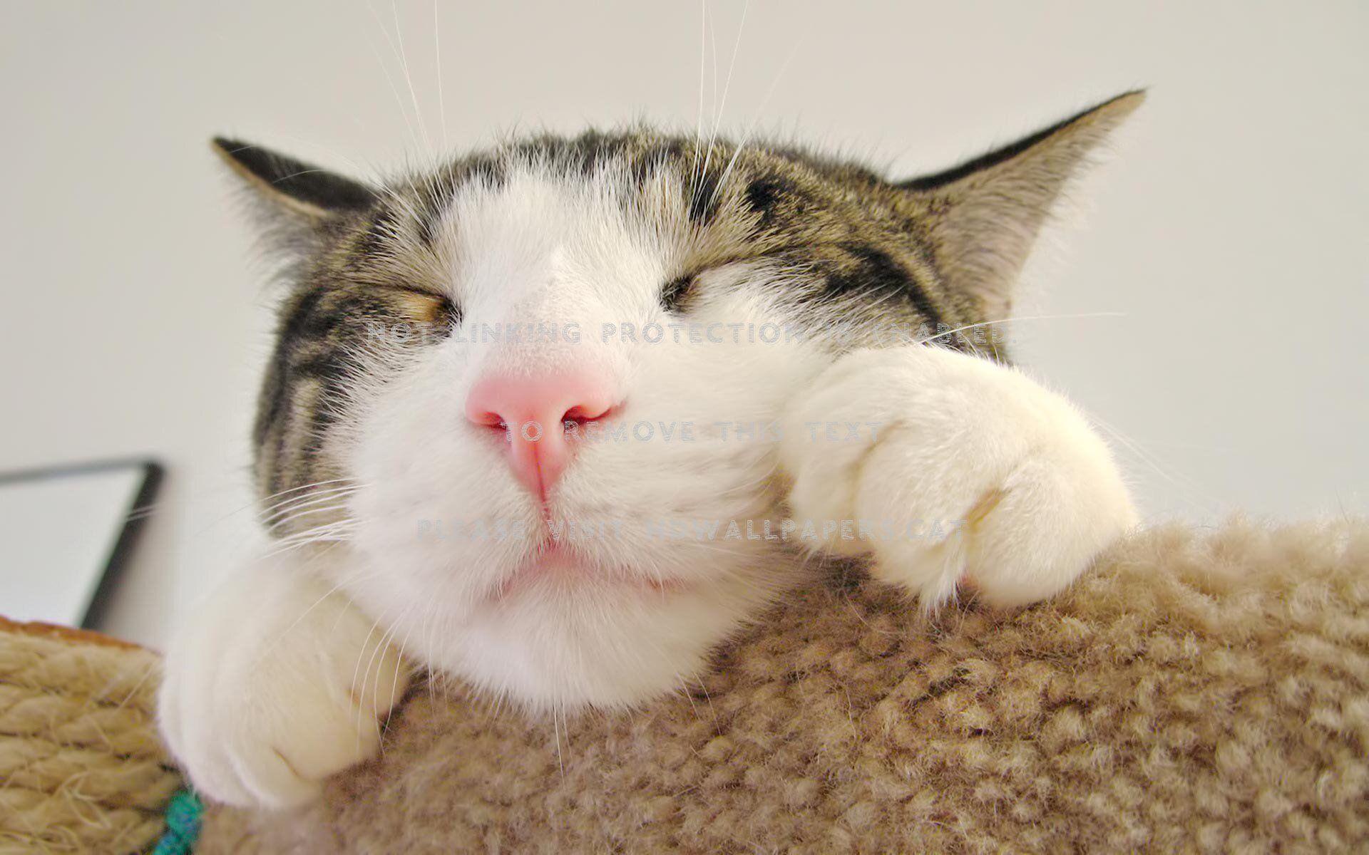 1920x1200 lazy cat kitten sleep animalhdwallpaper.cat