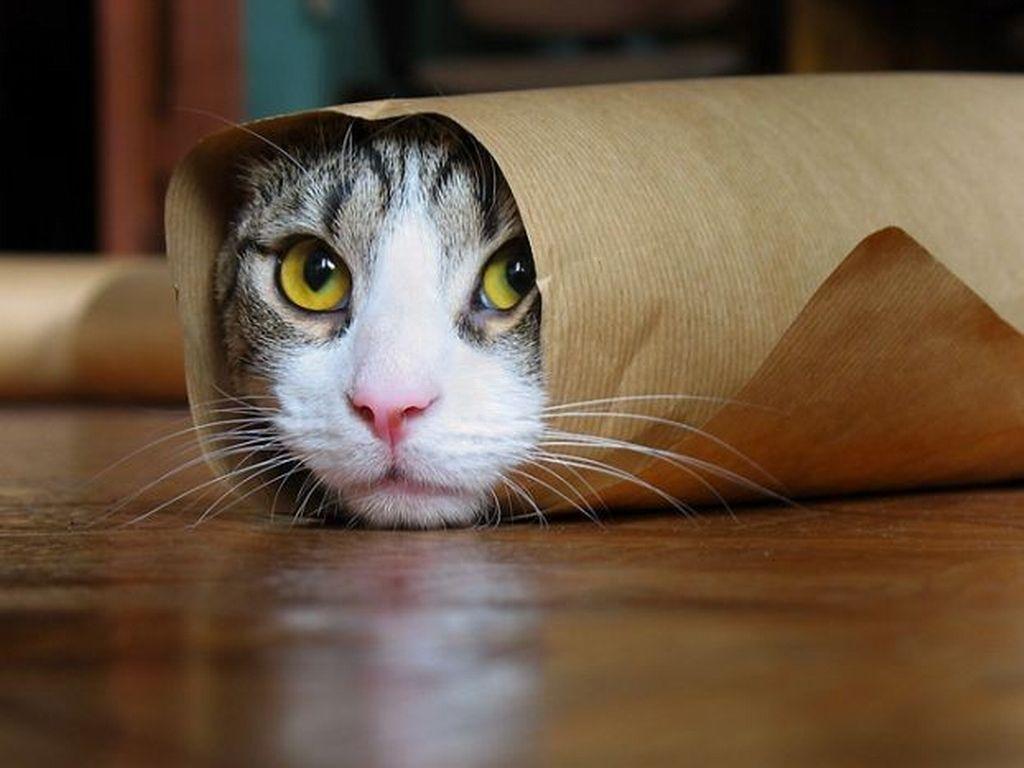 1024x768 Cat Wallpaper