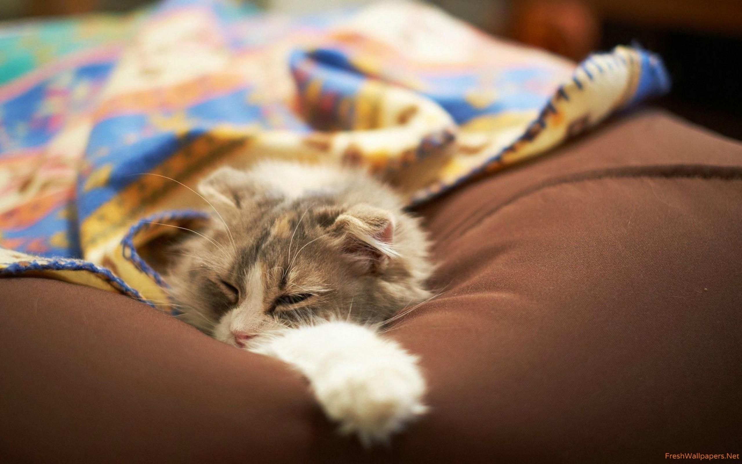 Смотрит киску спящей. Спящие котята. Спящий в кровати котенок. Сонный котенок.