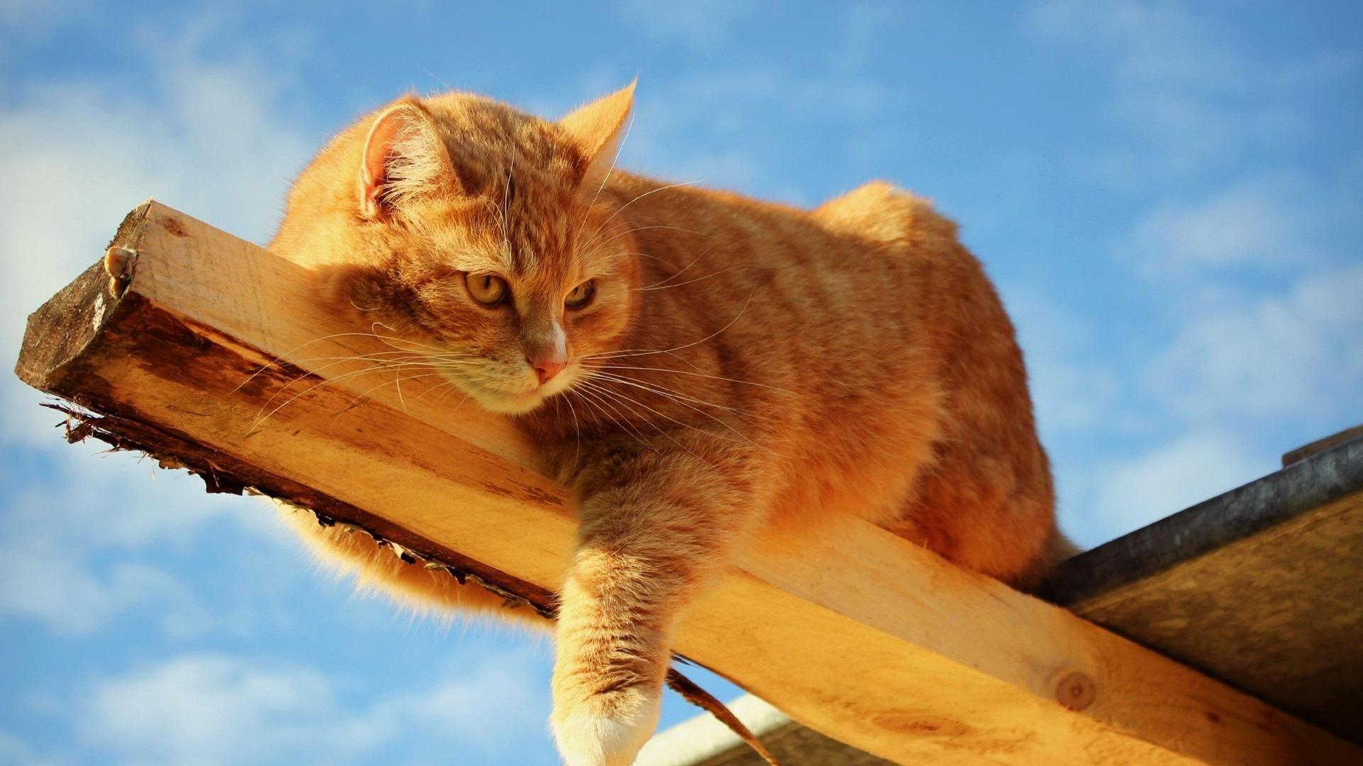 1920x1080 lazy cat wallpaper. Cats, Orange tabby .com