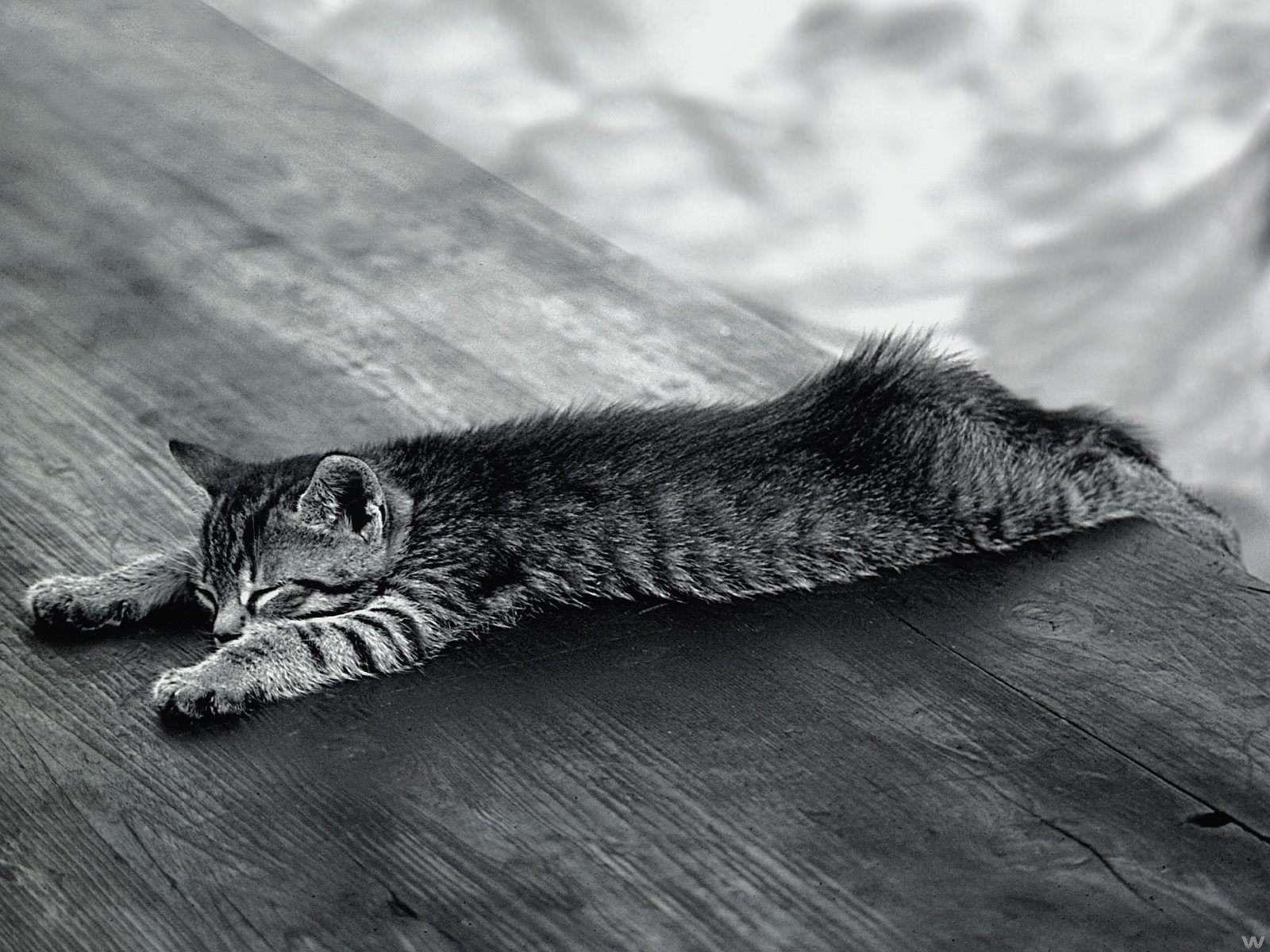 1600x1200 Lazy Cat Sleeping. HD
