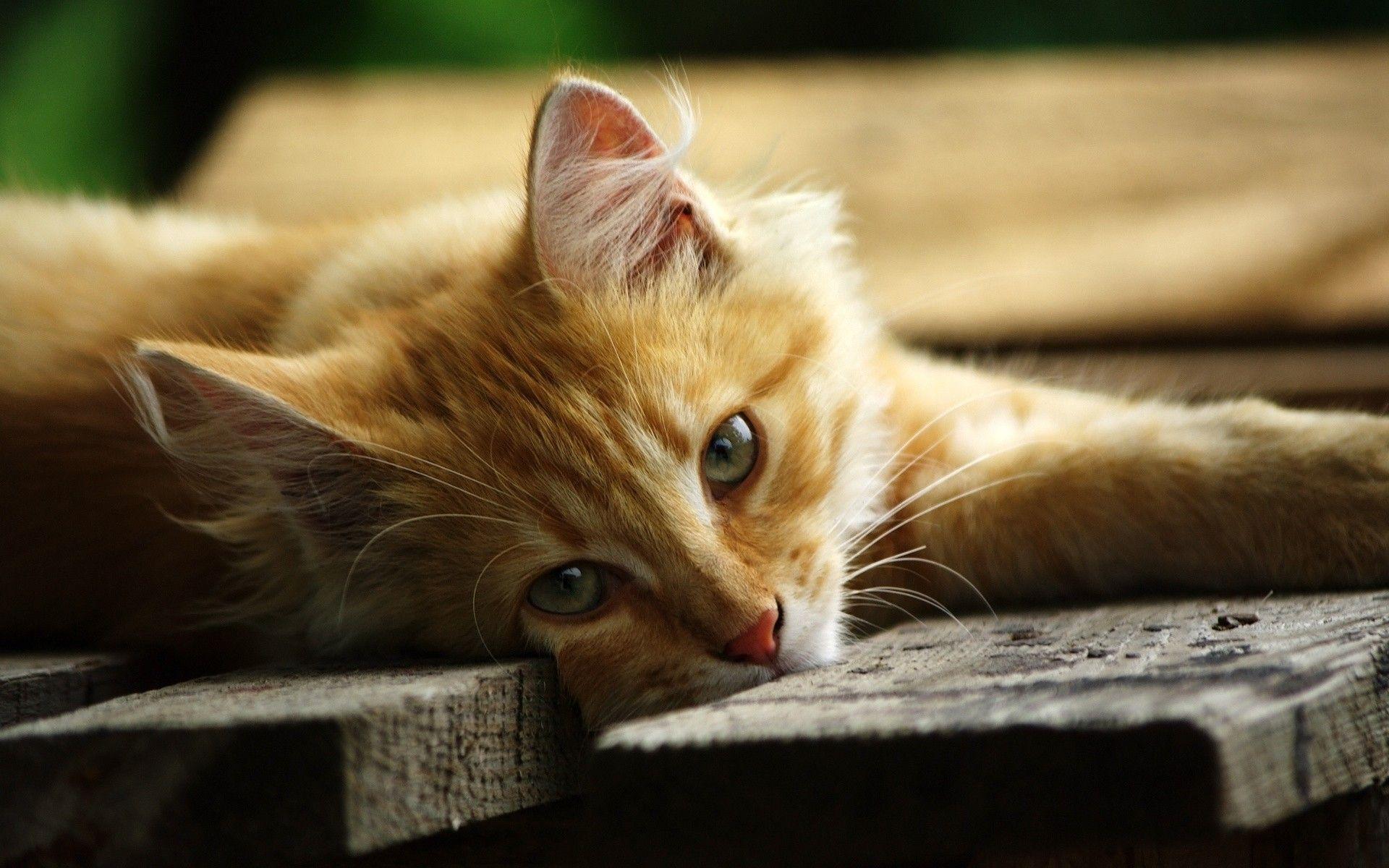 1920x1200 Lazy Cat Wallpaper Download .wallpaper Hd
