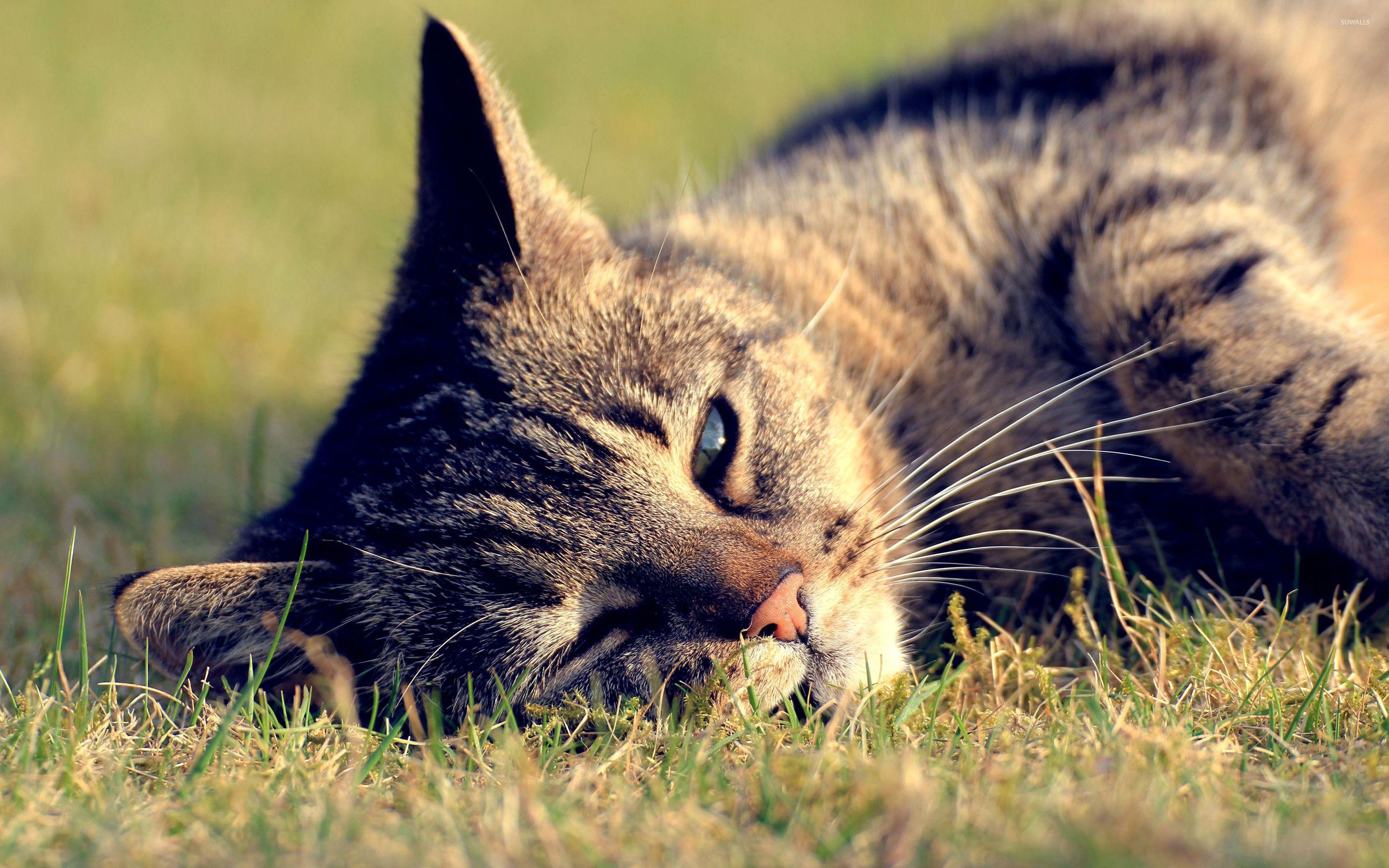 2880x1800 Lazy cat [4] wallpaper .