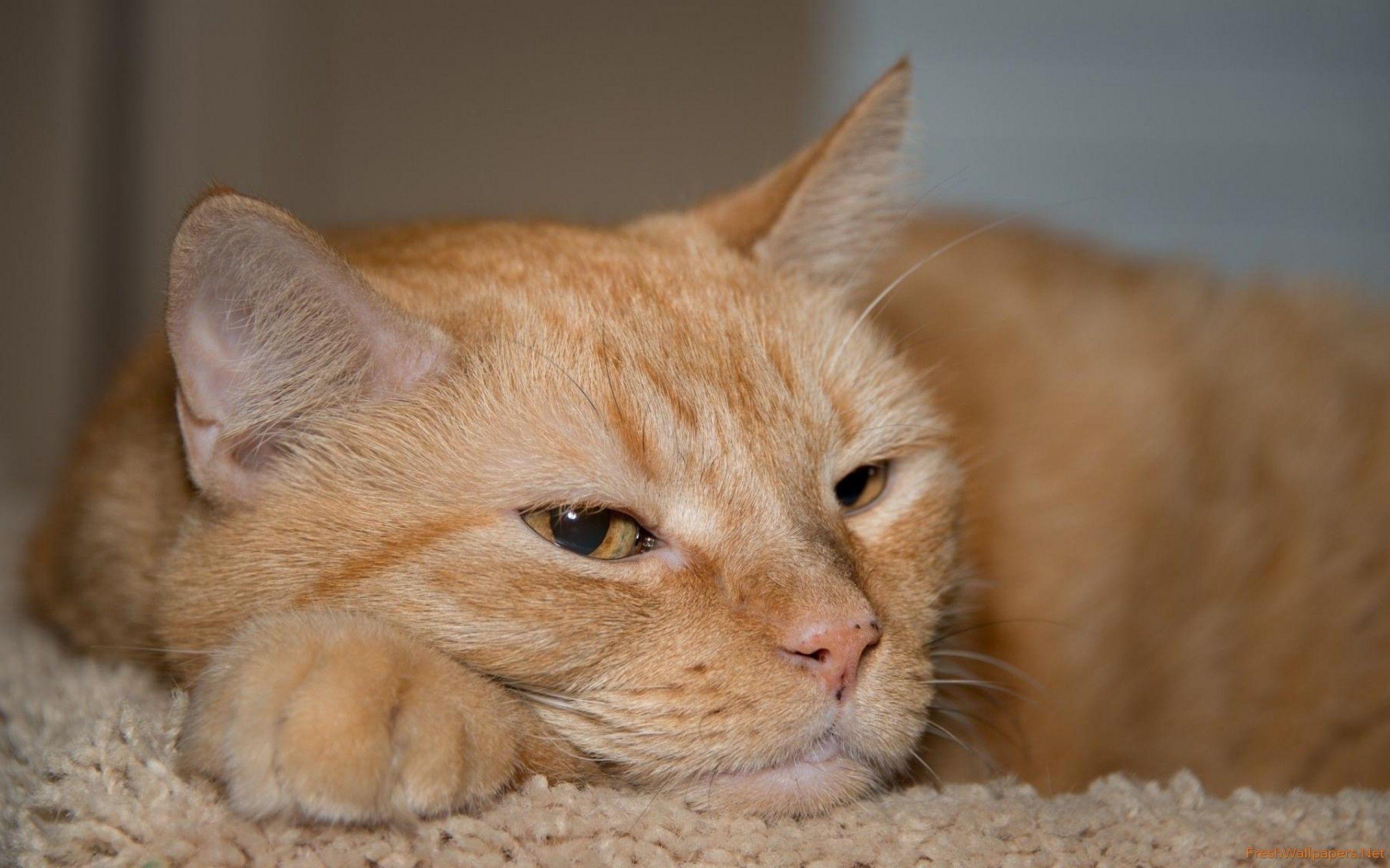 2560x1600 The Best Ginger Cat Lazy Wallpaper .itl.cat