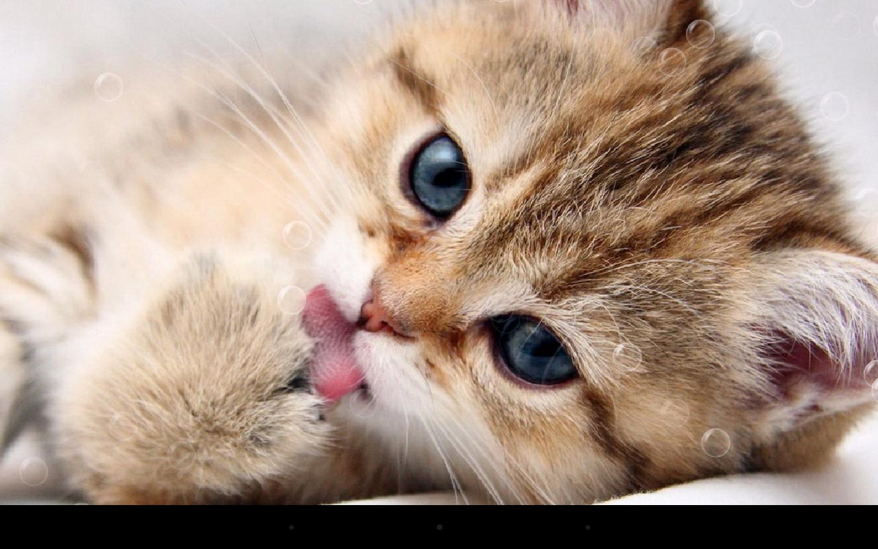 1280x800 Lazy Cat for