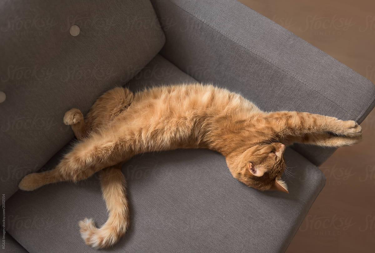 1200x811 Lazy Cat streaching on the couch by .