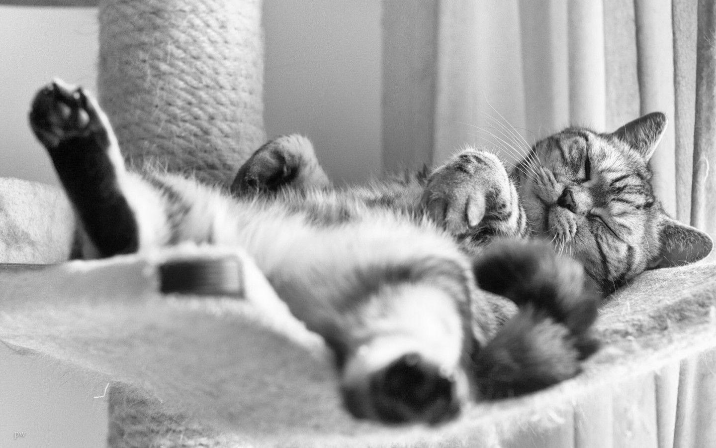 1440x900 Funny Sleeping Picture Wallpaper .com