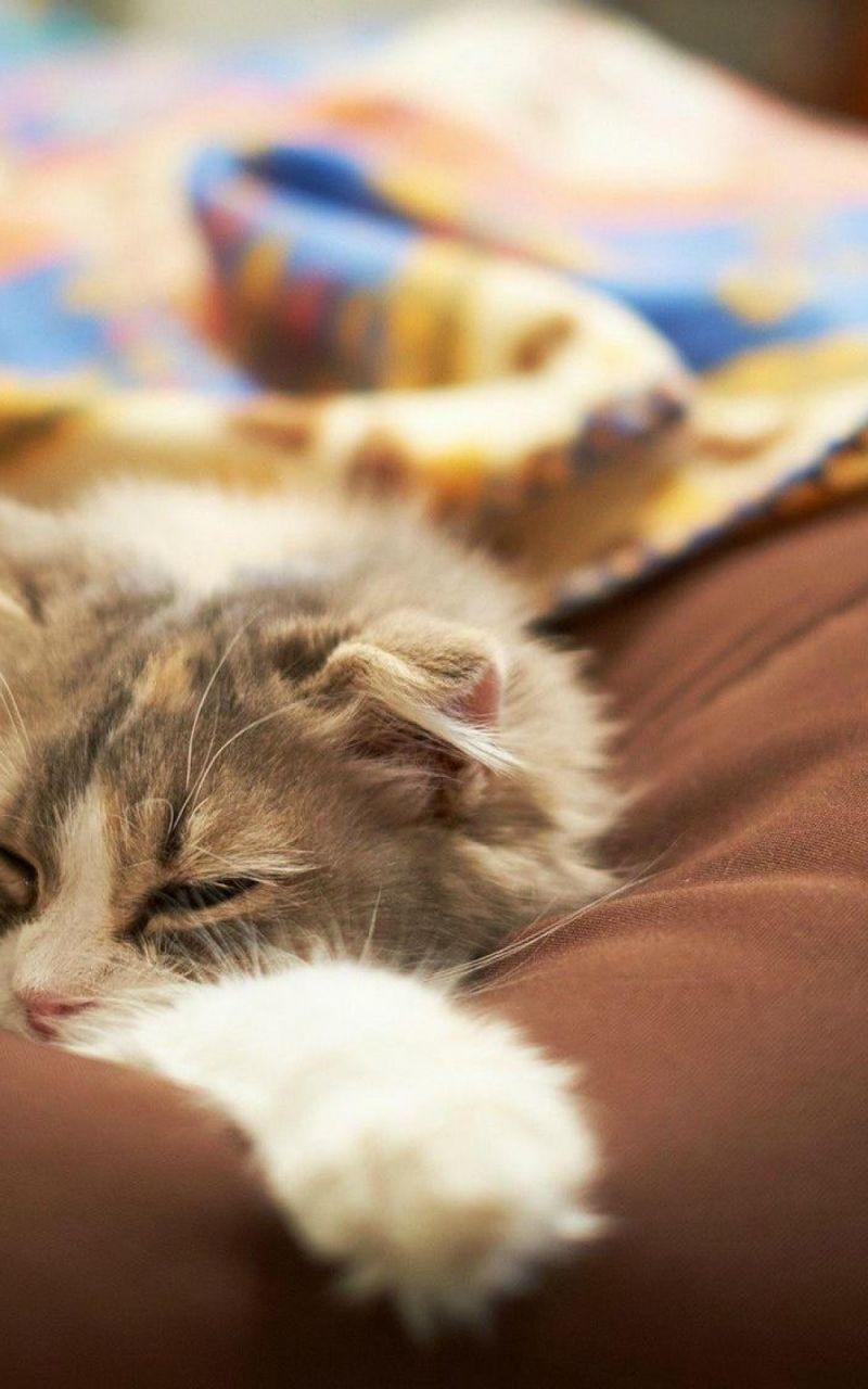 800x1280 Free download Lazy cat wallpaper .