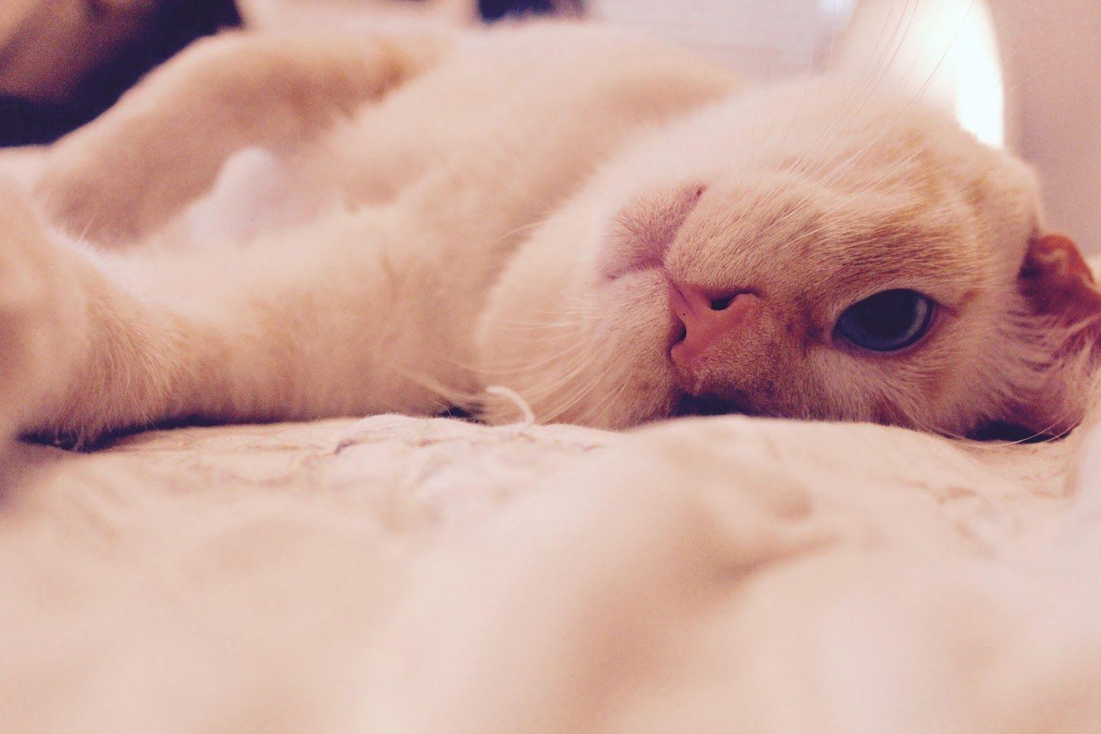 1600x1066 Download Lazy Cat Wallpaper Pic1000funnypic.