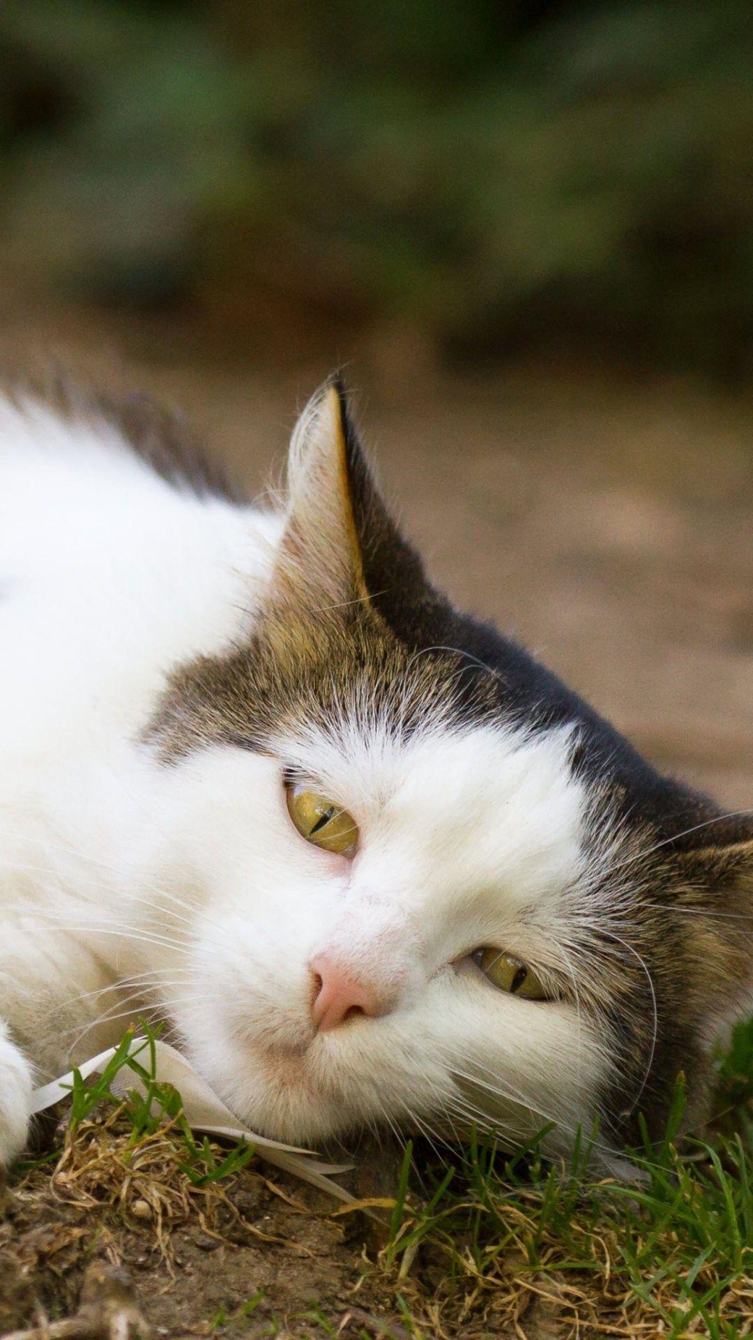 1080x1920 Lazy Cat Wallpaper HD Background .wallpaper