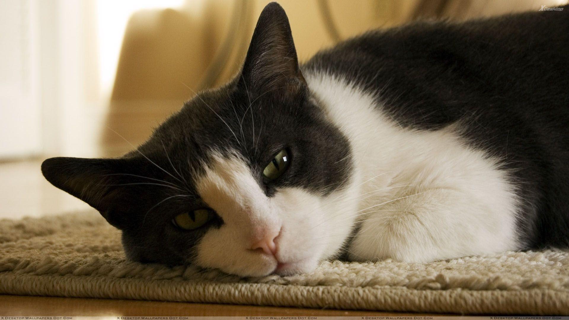 1920x1080 Black And White Cat Laying On Mat Lazy .