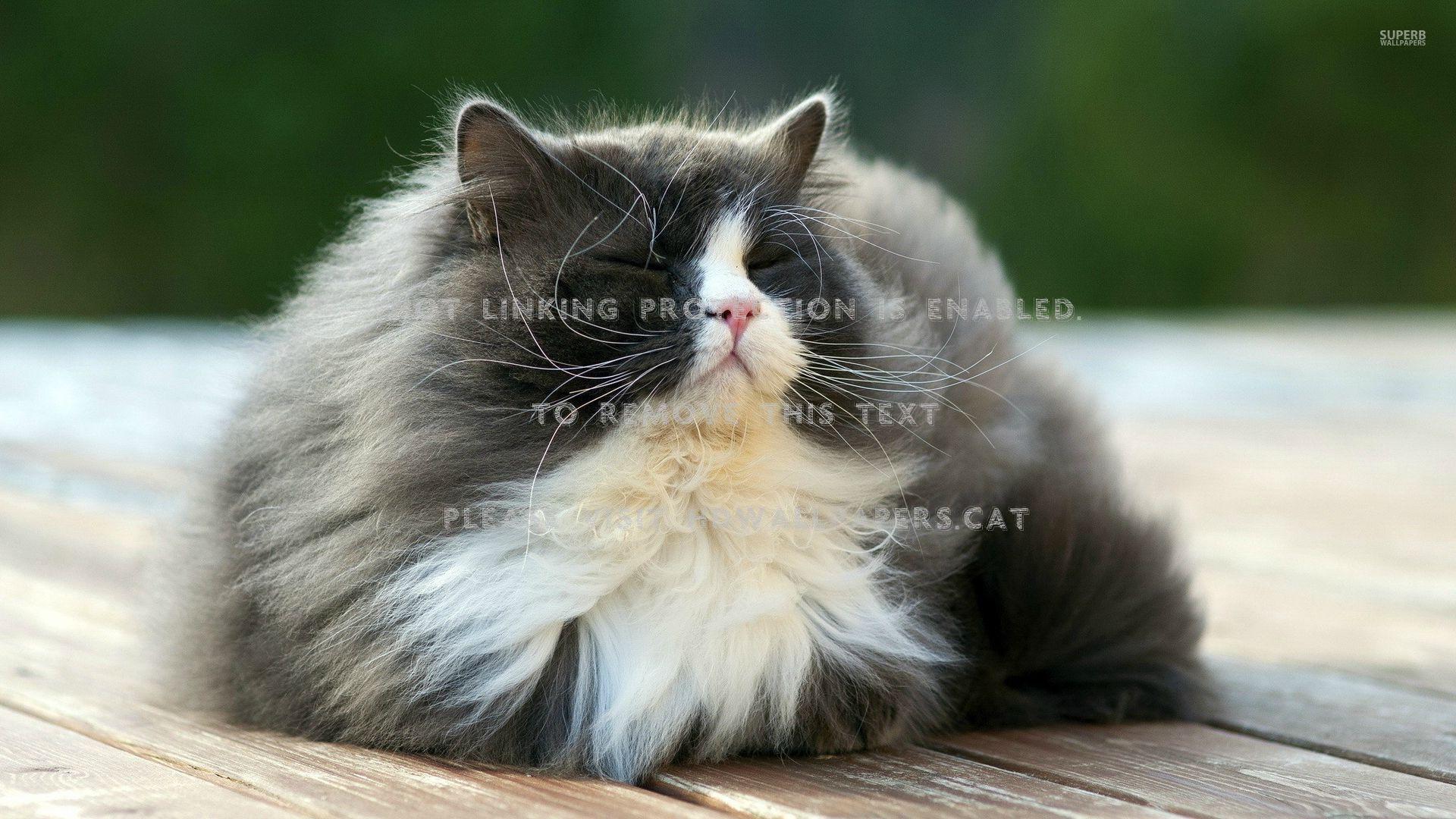 1920x1080 lazy cat fluffy outside animalshdwallpaper.cat