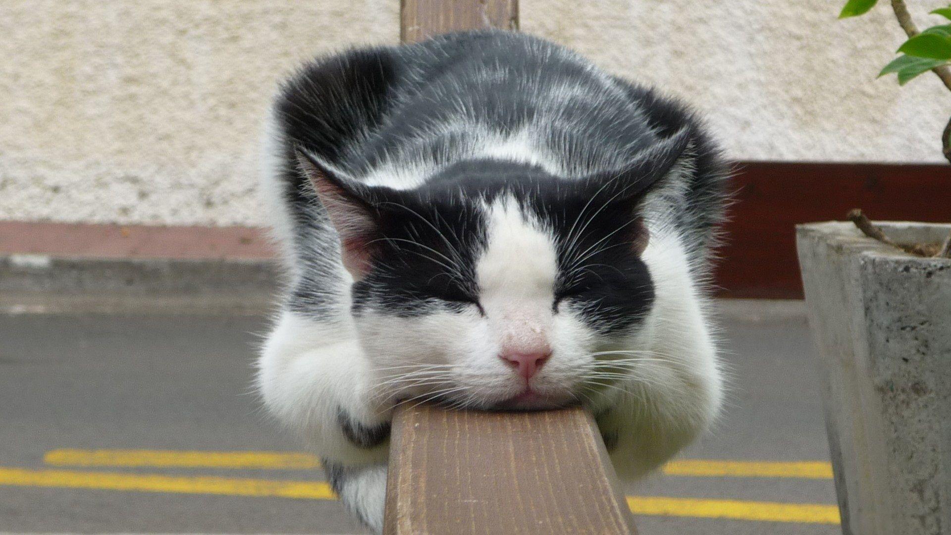 1920x1080 National Cat Day Wallpaper on .