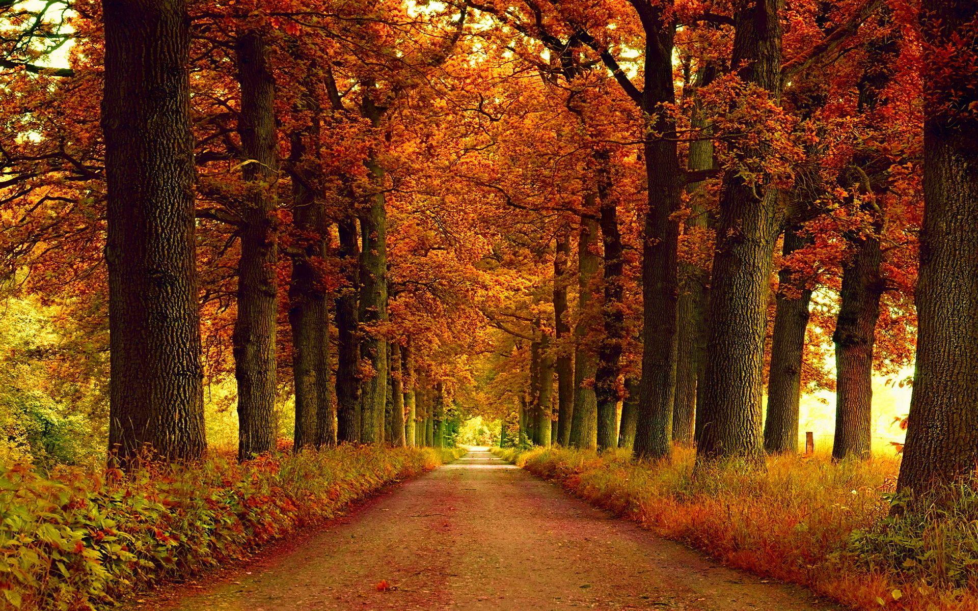 1920x1200 Autumn Park Alley HD Desktop Wallpaper, Instagram photo, Background