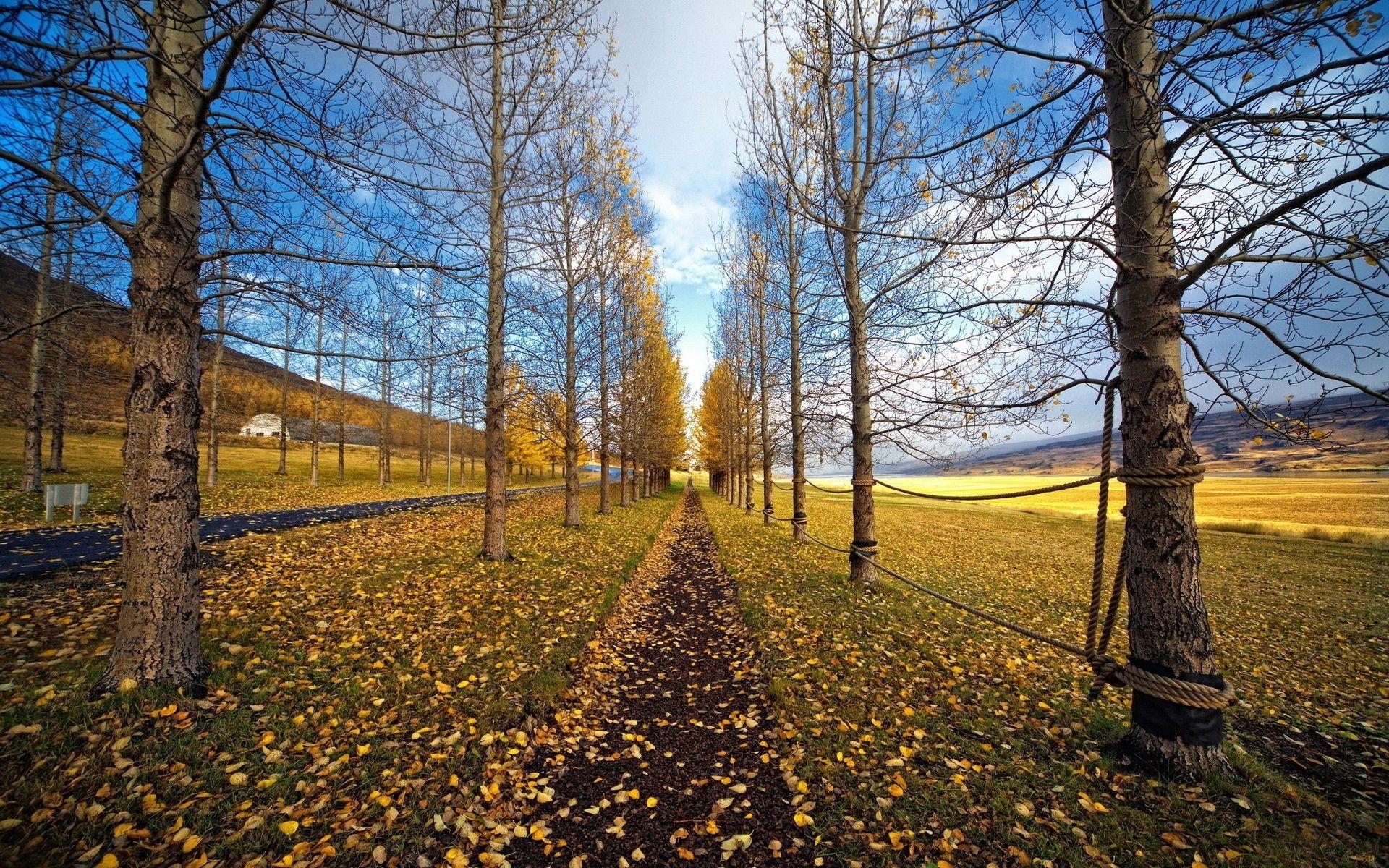 1920x1200 Autumn alley HD Desktop Wallpaper. HD Desktop Wallpaper