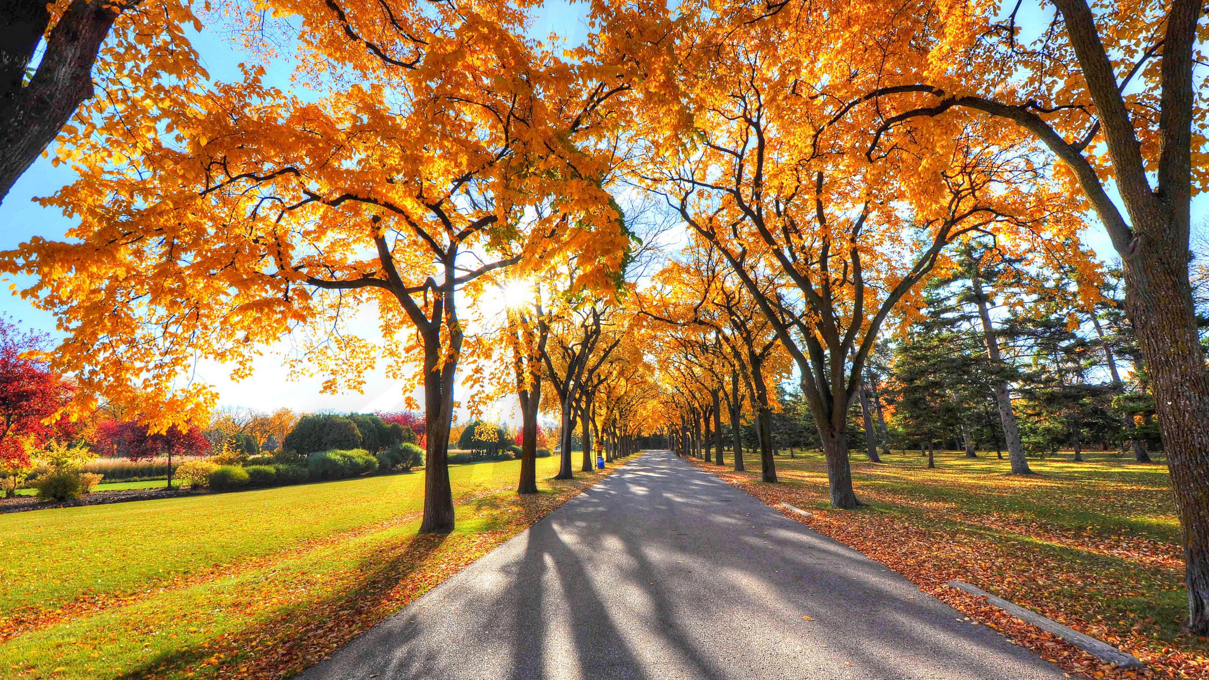 3840x2160 Autumn Alley Park, HD Nature, 4k Wallpaper, Image, Background