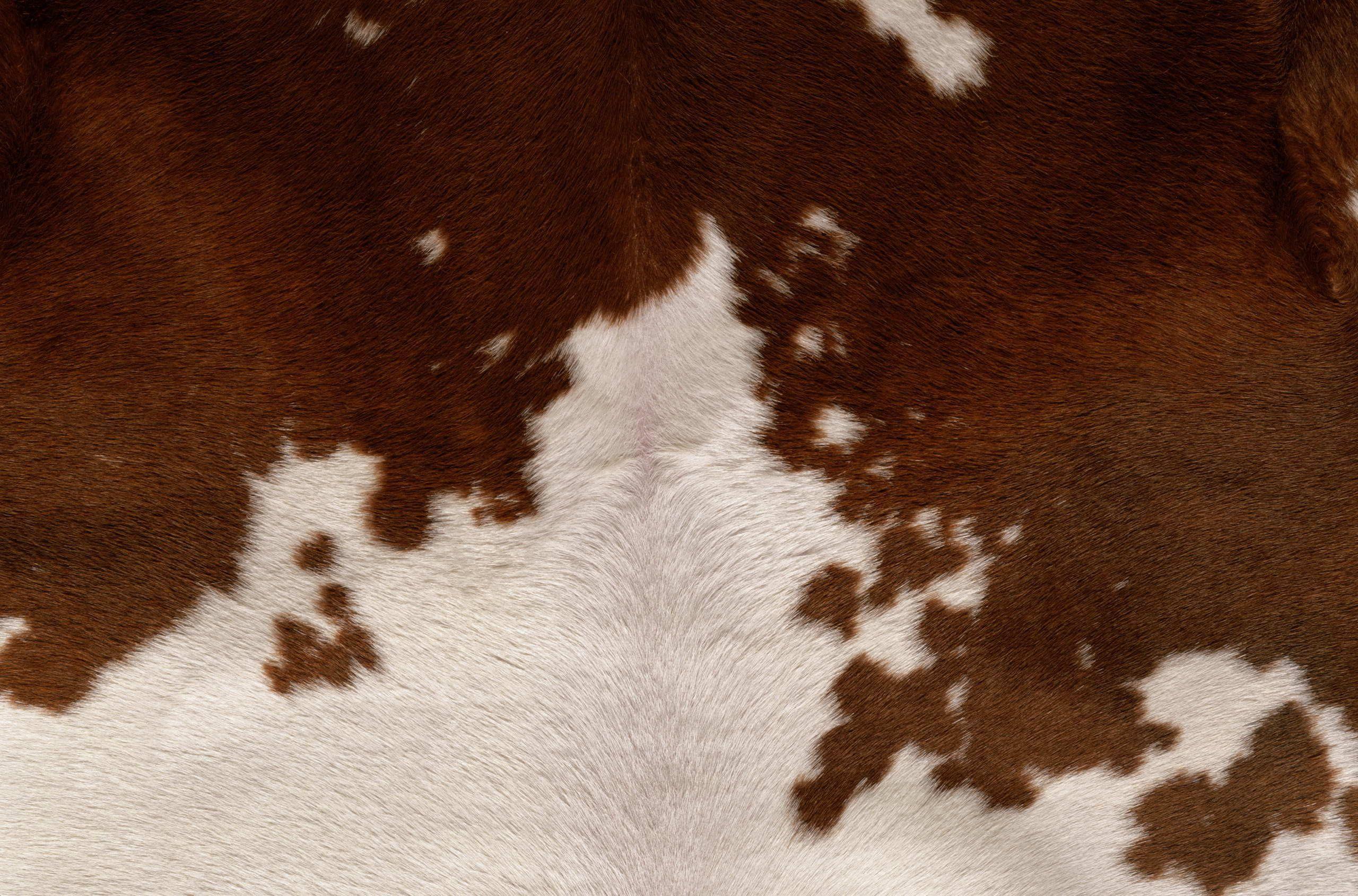 2560x1690 Cow fur. Metal art prints, Cow fur .com