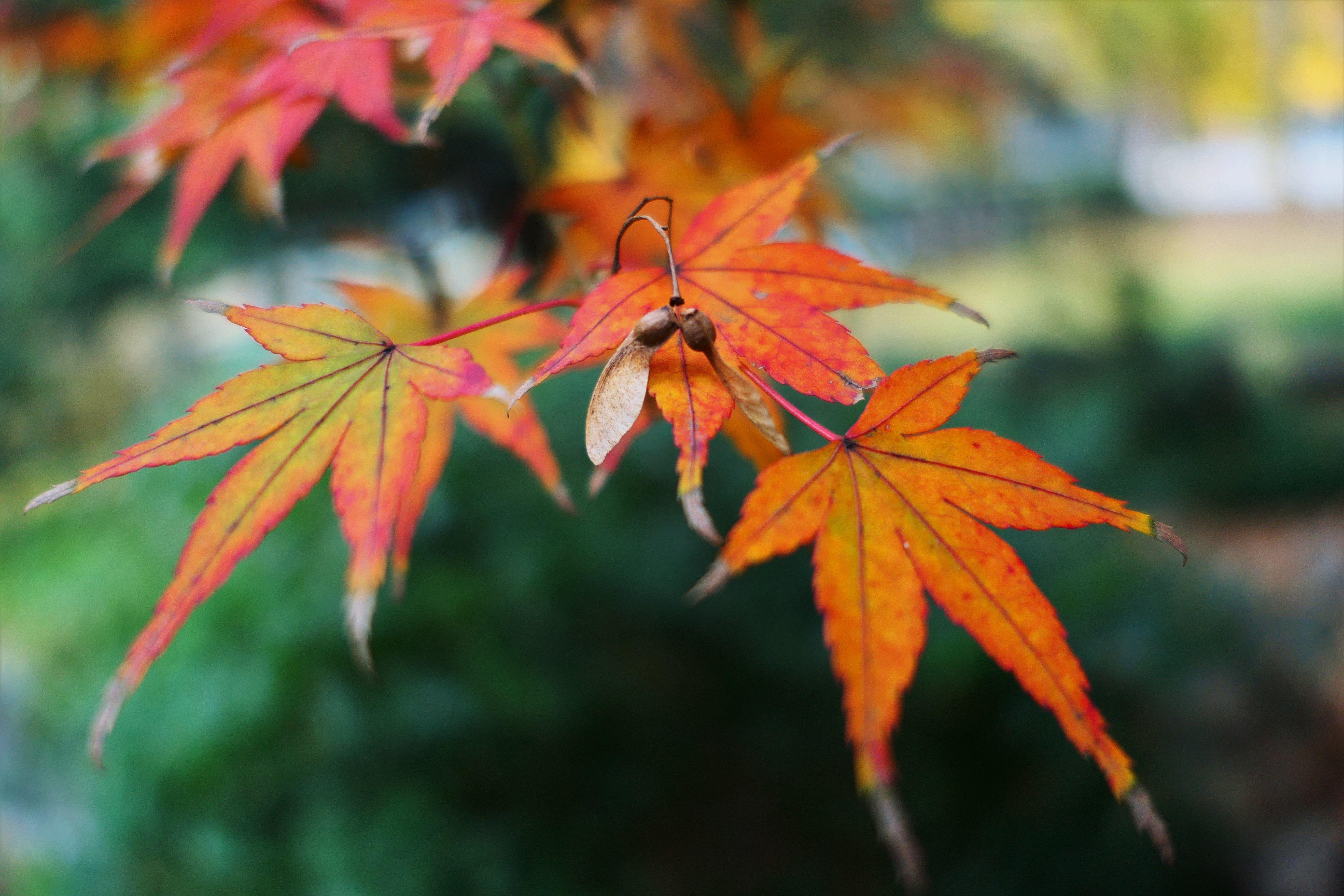 5472x3648 Fall Leaf Autumn Maple Golden Snitch, HD Nature, 4k Wallpaper, Image, Background, Photo and Picture