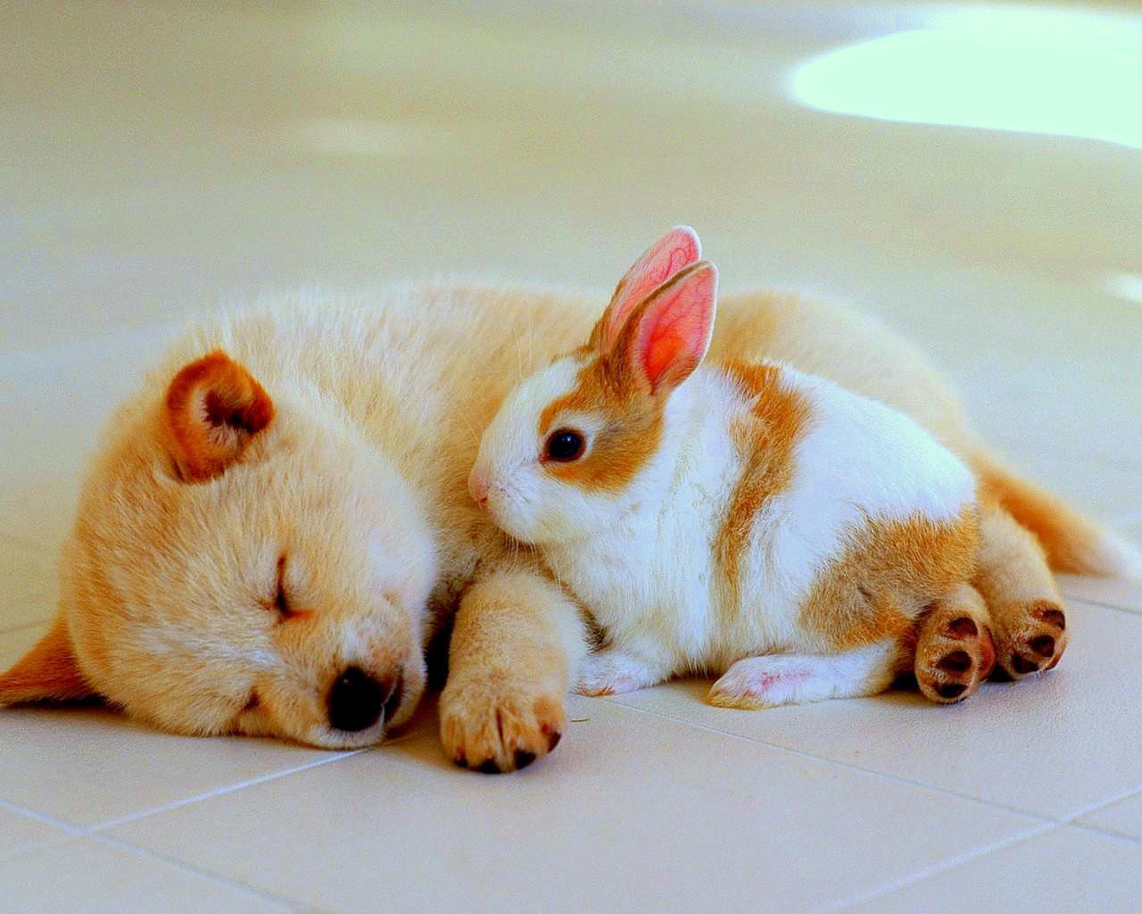 Cute Animal Friends Wallpapers - Top Free Cute Animal Friends Backgrounds -  WallpaperAccess