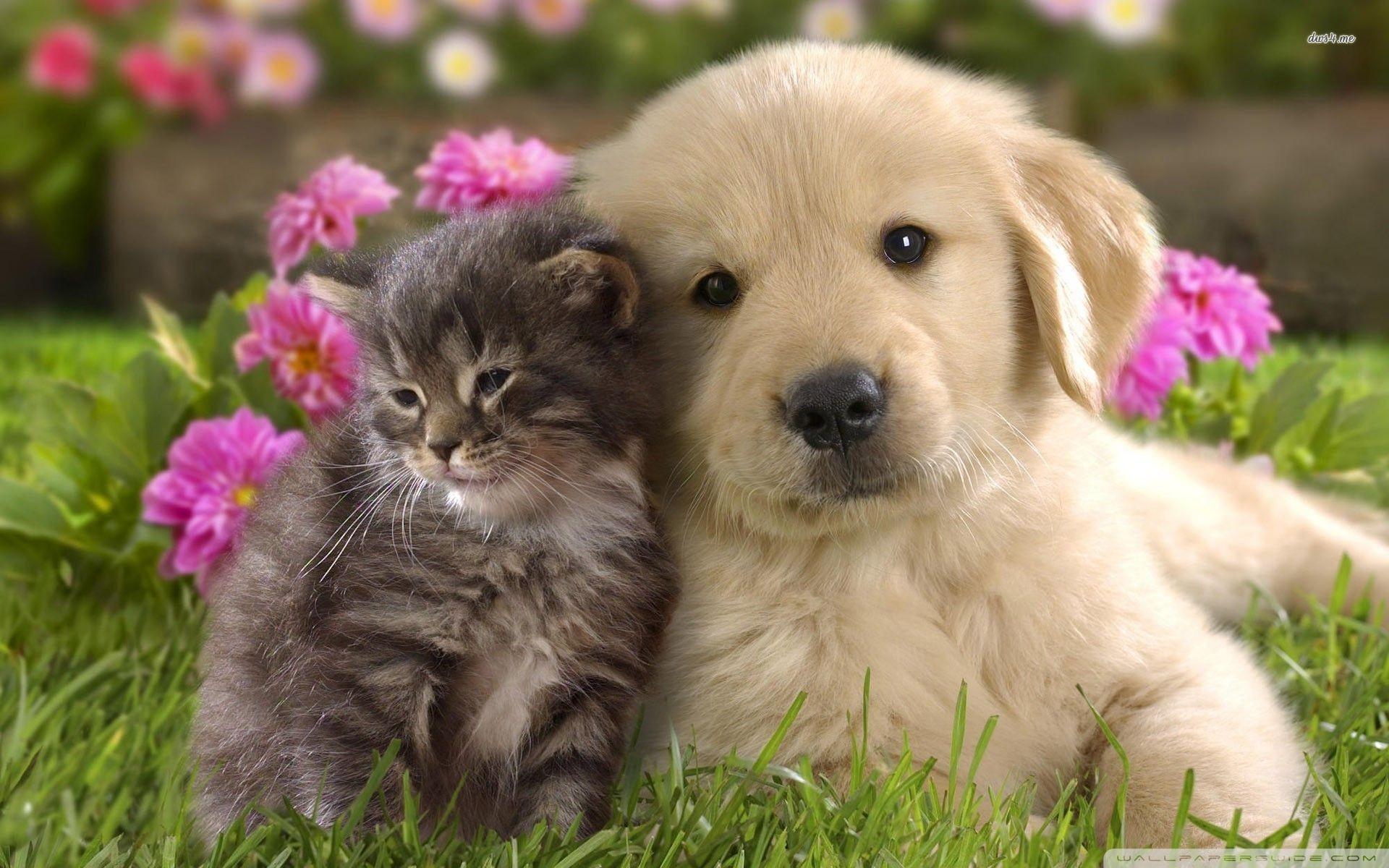 Animal Friends Wallpapers - Top Free Animal Friends Backgrounds -  WallpaperAccess