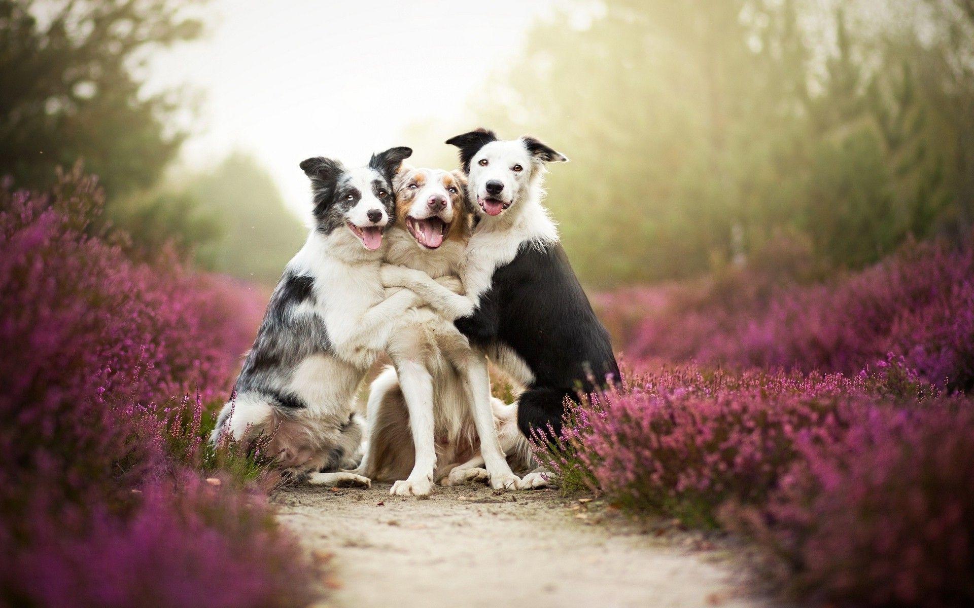 1920x1200 Friends, Dog, Flowers, Mist, Animals .
