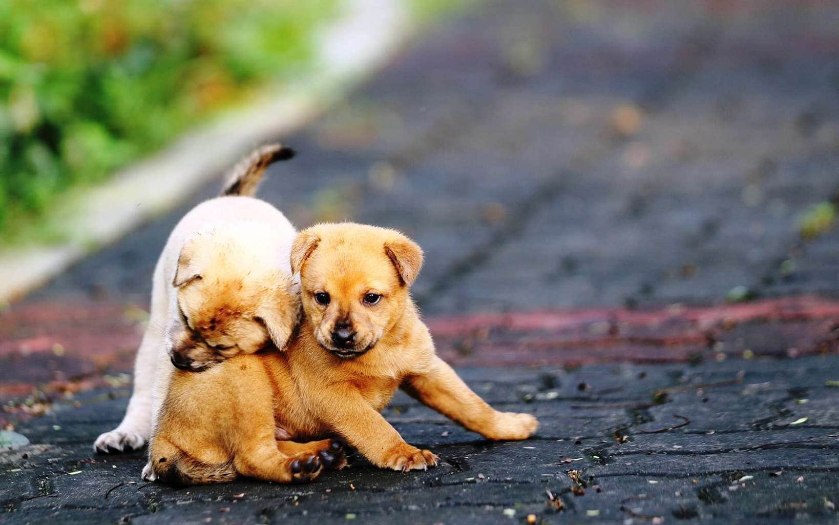 1638x1024 Animal's Friendship Image