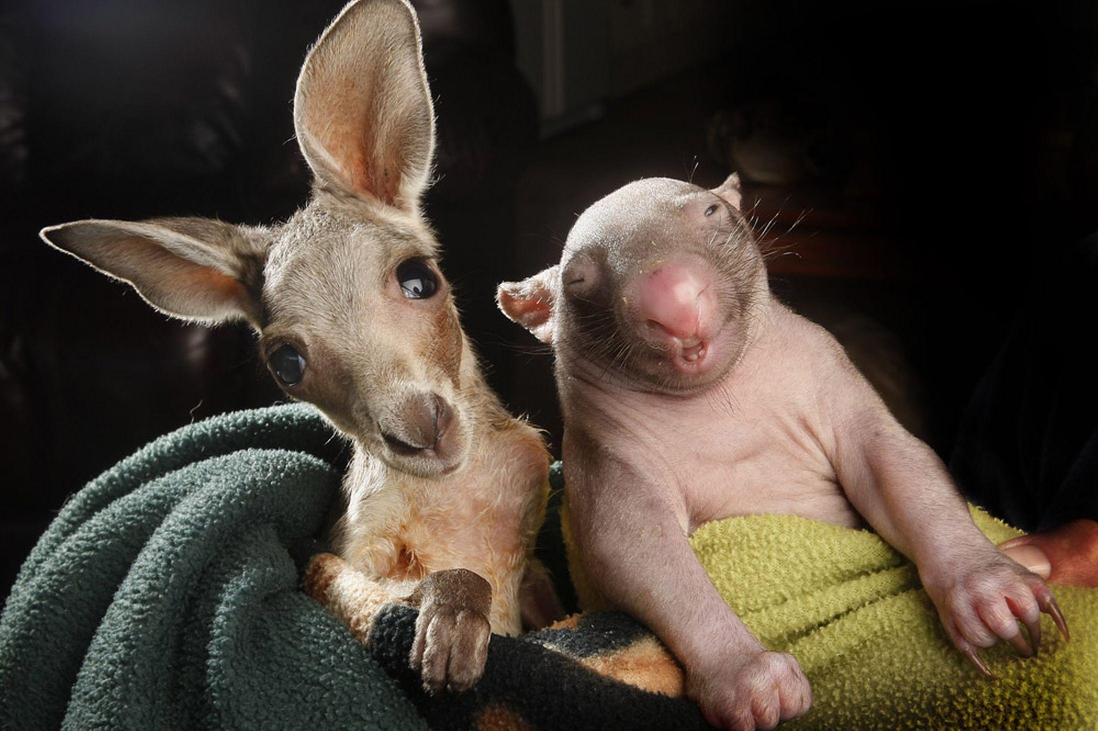 2197x1463 Animal Friends Wallpaper