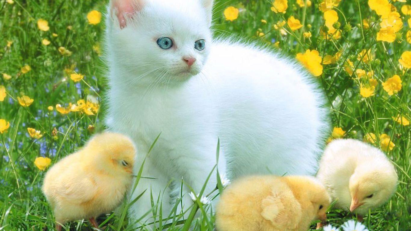 Animal Friends Wallpapers - Top Free Animal Friends Backgrounds