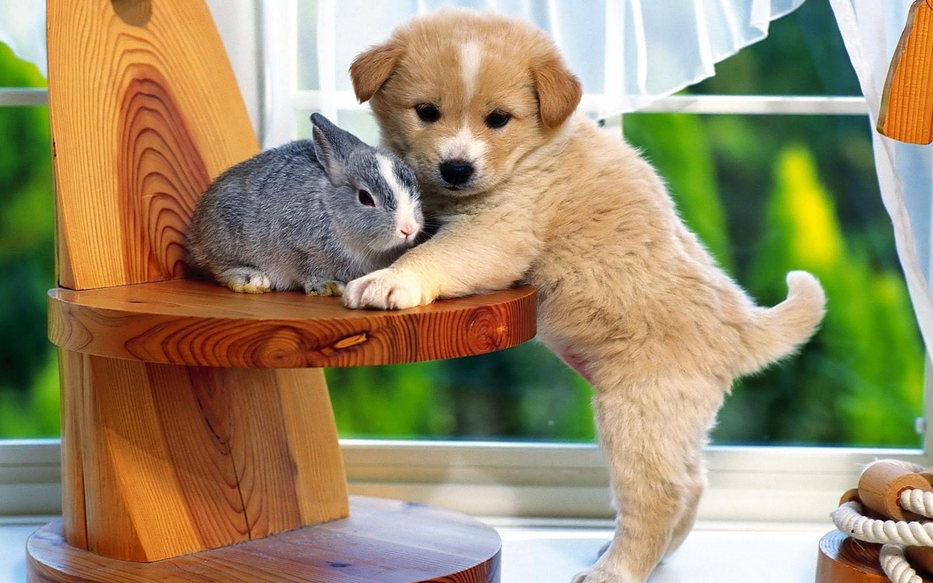 1920x1200 little puppy, rabbit, cute animals .