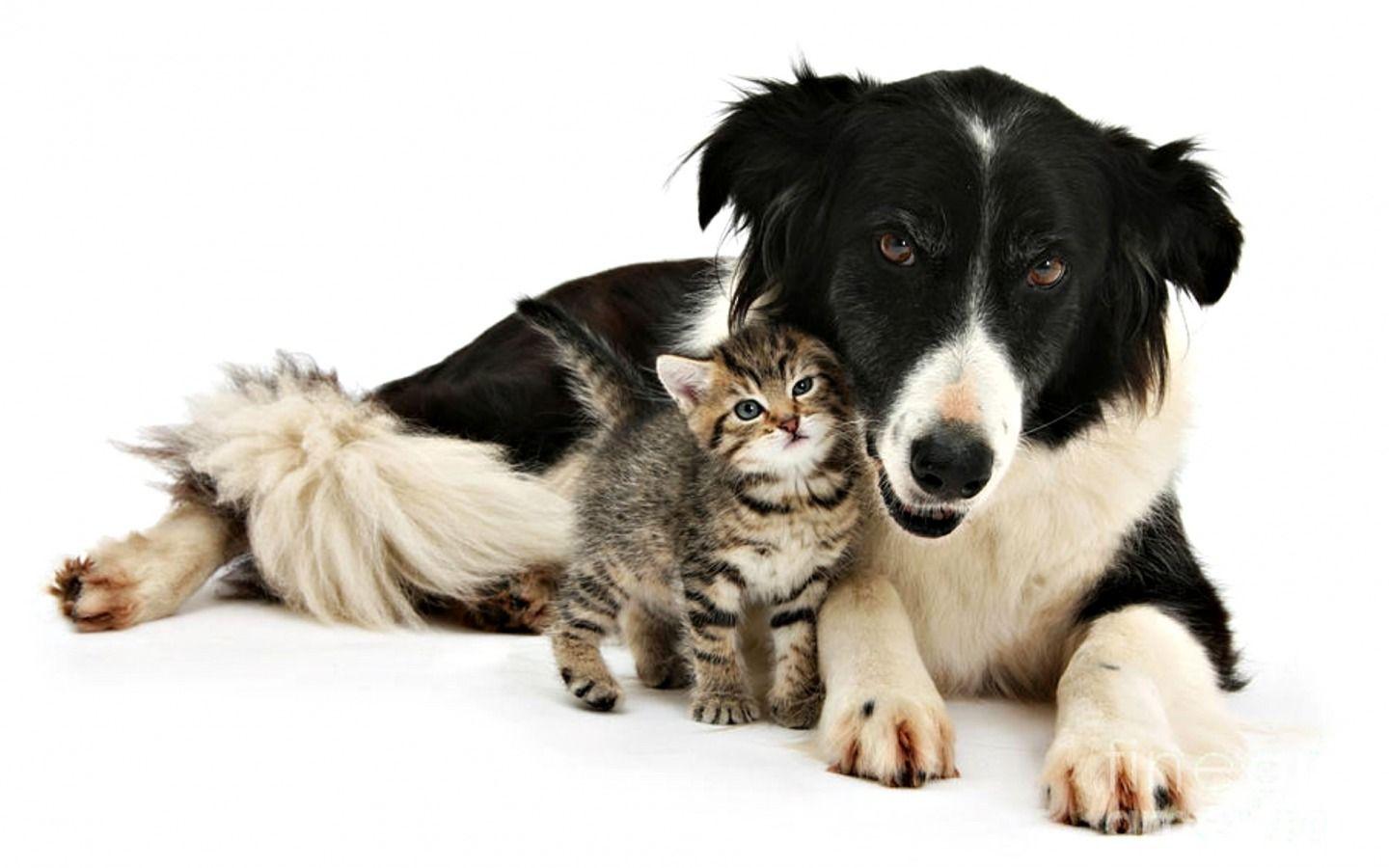 1440x900 Dog