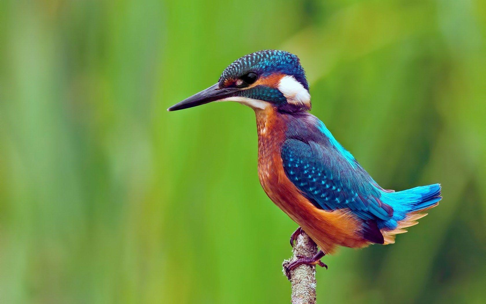 1680x1050 Kingfisher
