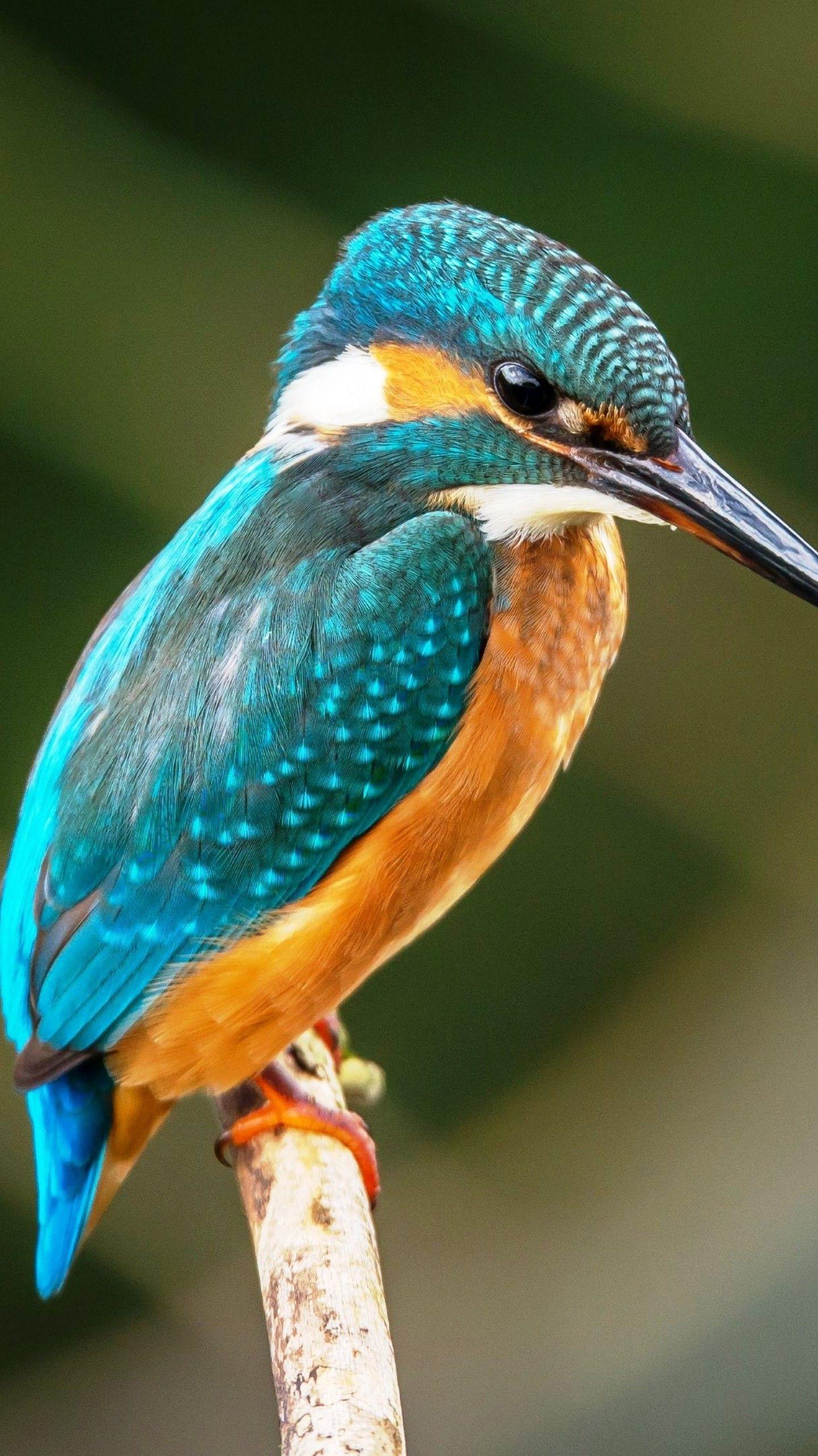 1440x2560 Wallpaper kingfisher, bird, 4k, Animals .
