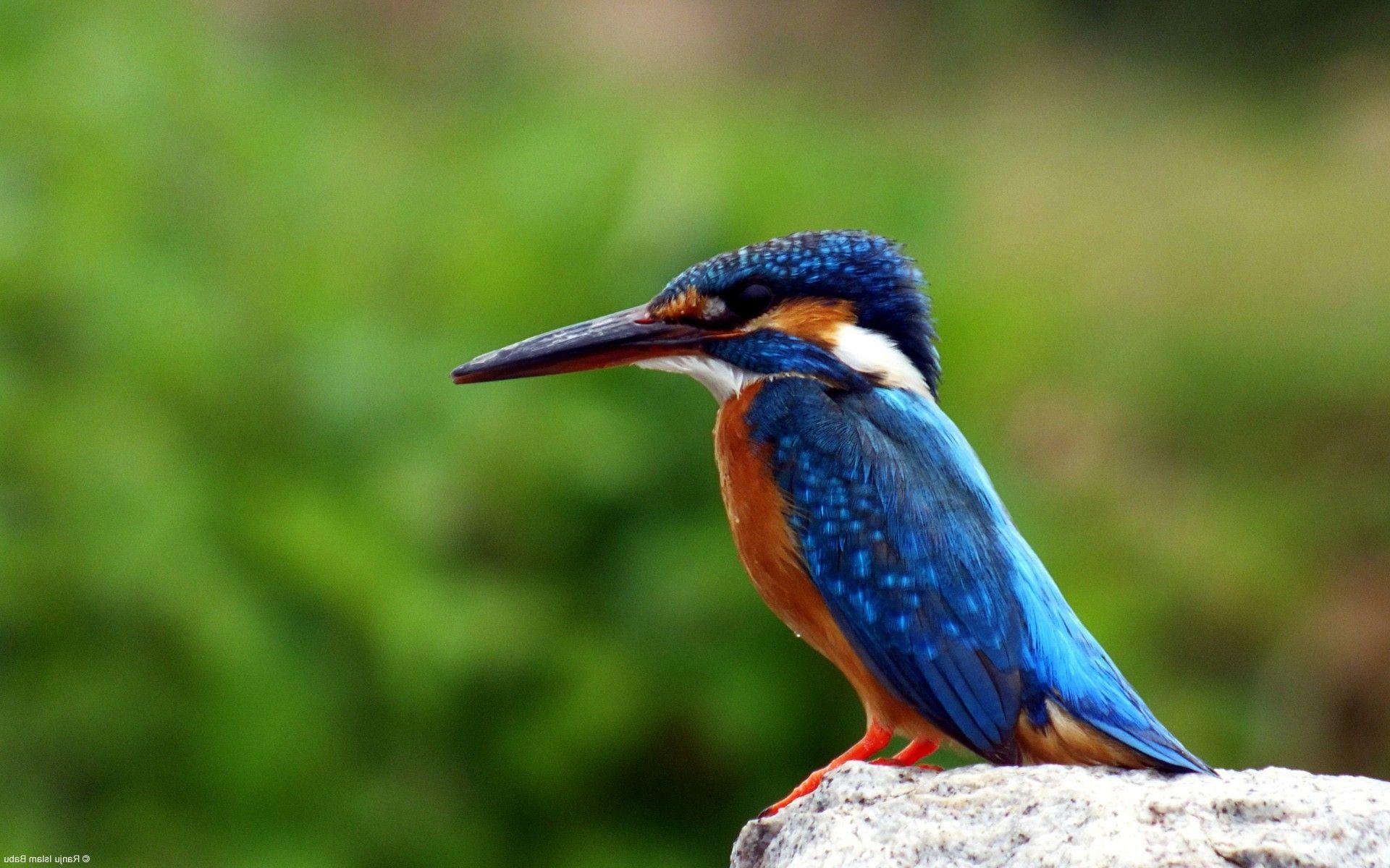 1920x1200 Kingfisher Bird HD Wallpaper .