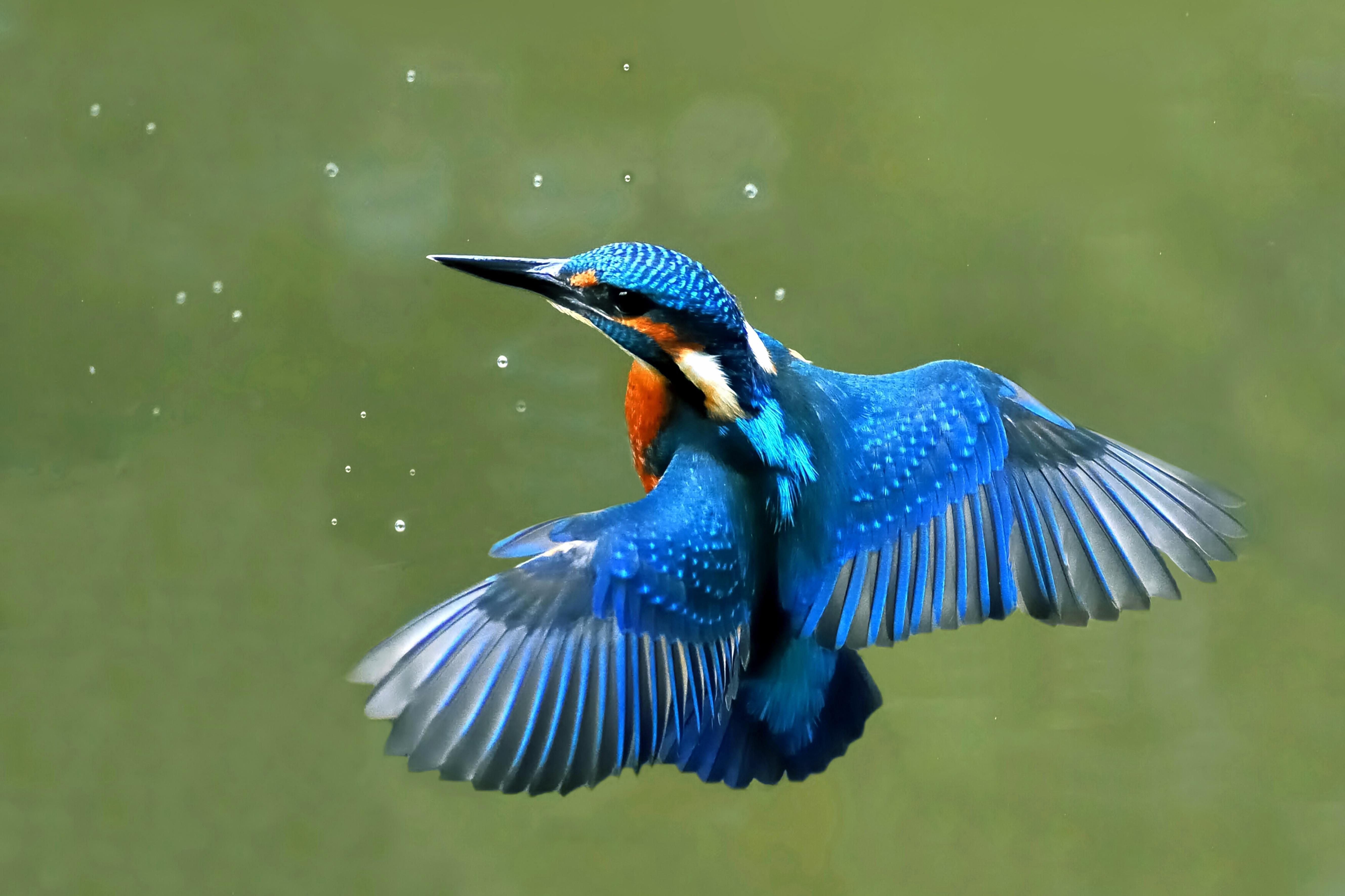 Kingfisher Bird Wallpapers - Top Free Kingfisher Bird Backgrounds -  WallpaperAccess