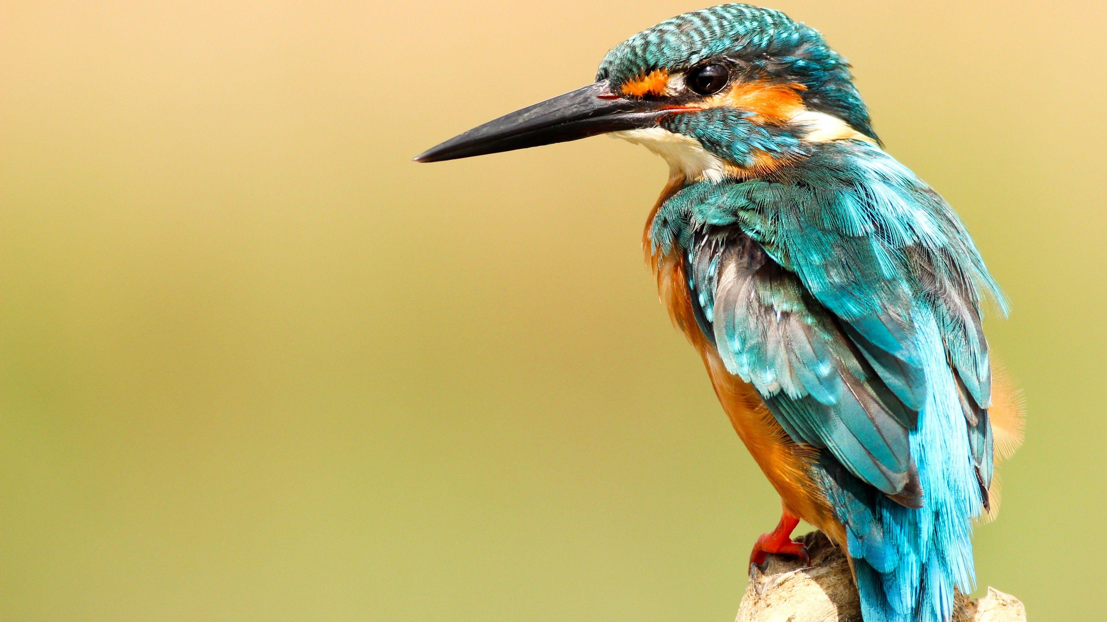 3840x2160 Beautiful Kingfisher Bird Wallpaper .