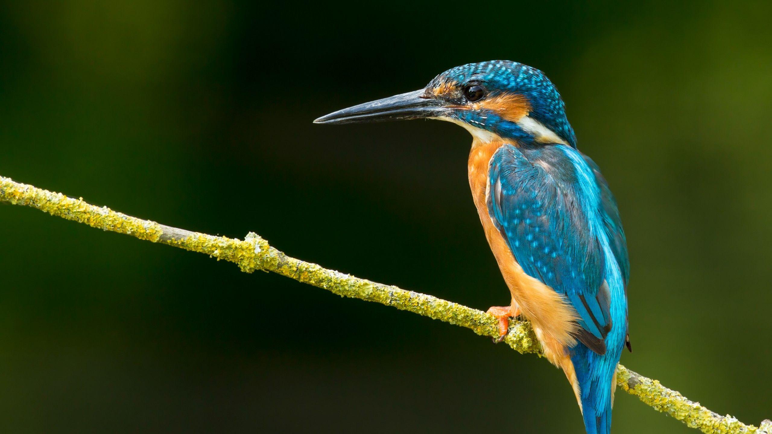 2560x1440 Kingfisher Birds Image HD .