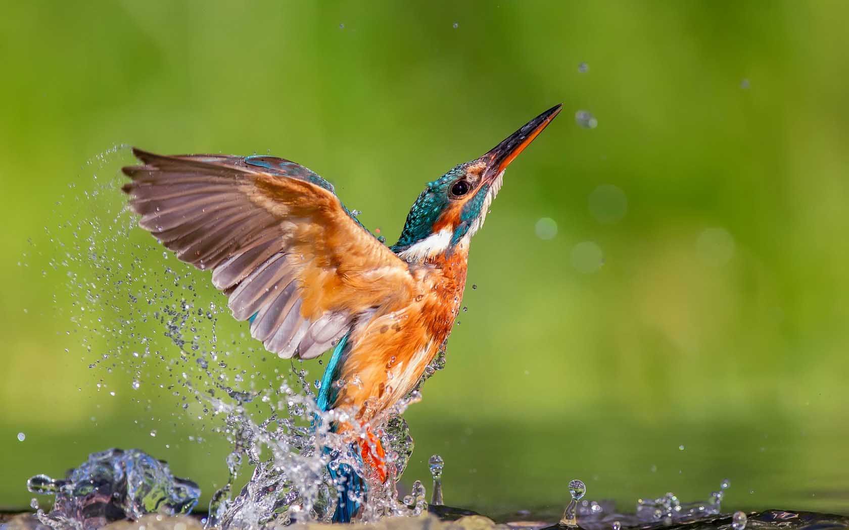 1680x1050 Kingfisher Bird HD Wallpaper .