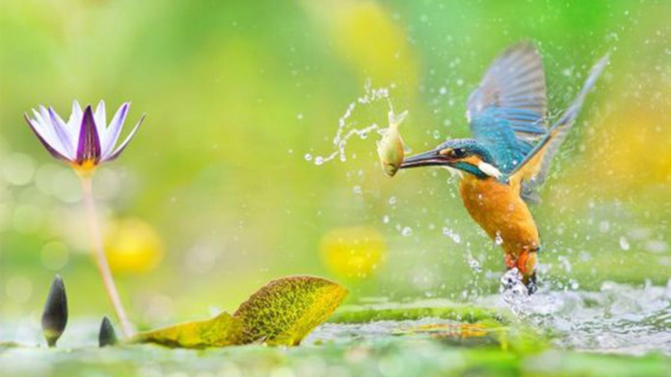 1366x768 kingfisher bird. Download
