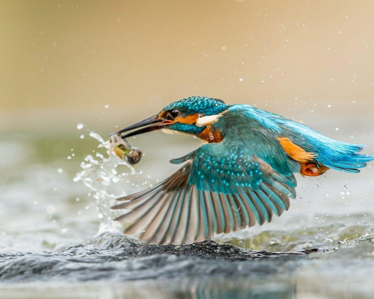 1280x1024 Kingfisher Bird With Caught Fish .
