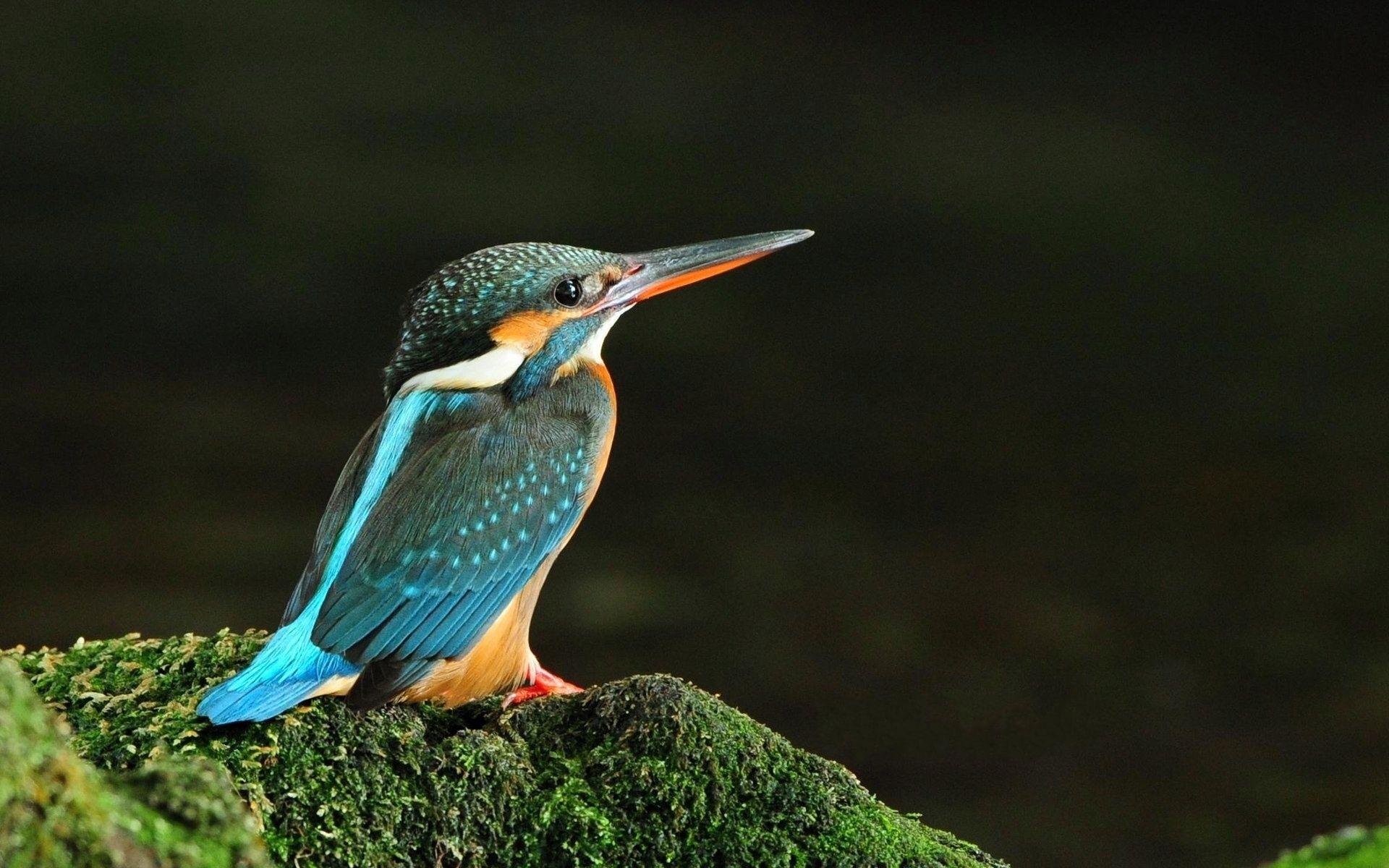 1920x1200 Kingfisher Bird -