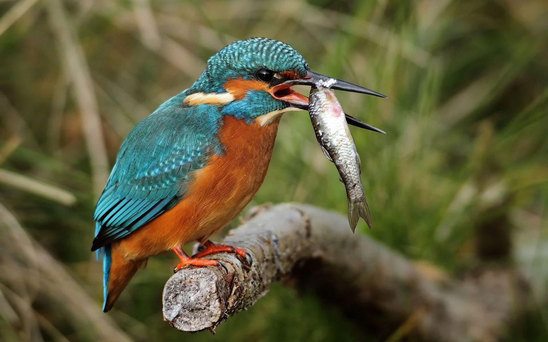 1920x1200 Title Animal Kingfisher Birds .