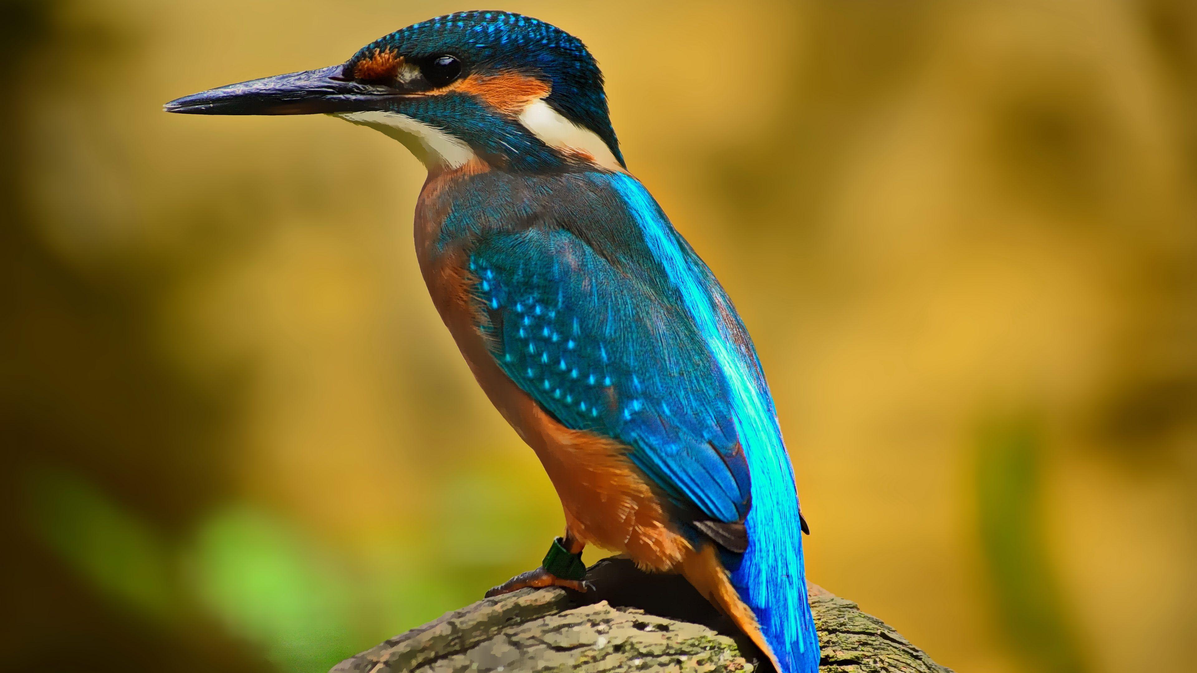 3840x2160 Kingfisher Bird Wallpaper 4K Background .