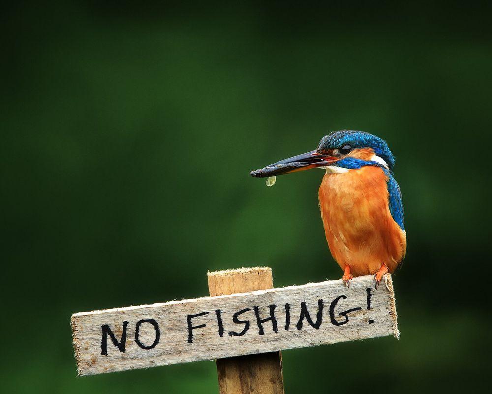 1000x800 NO FISHING BIRD Photo by S. CHI .com
