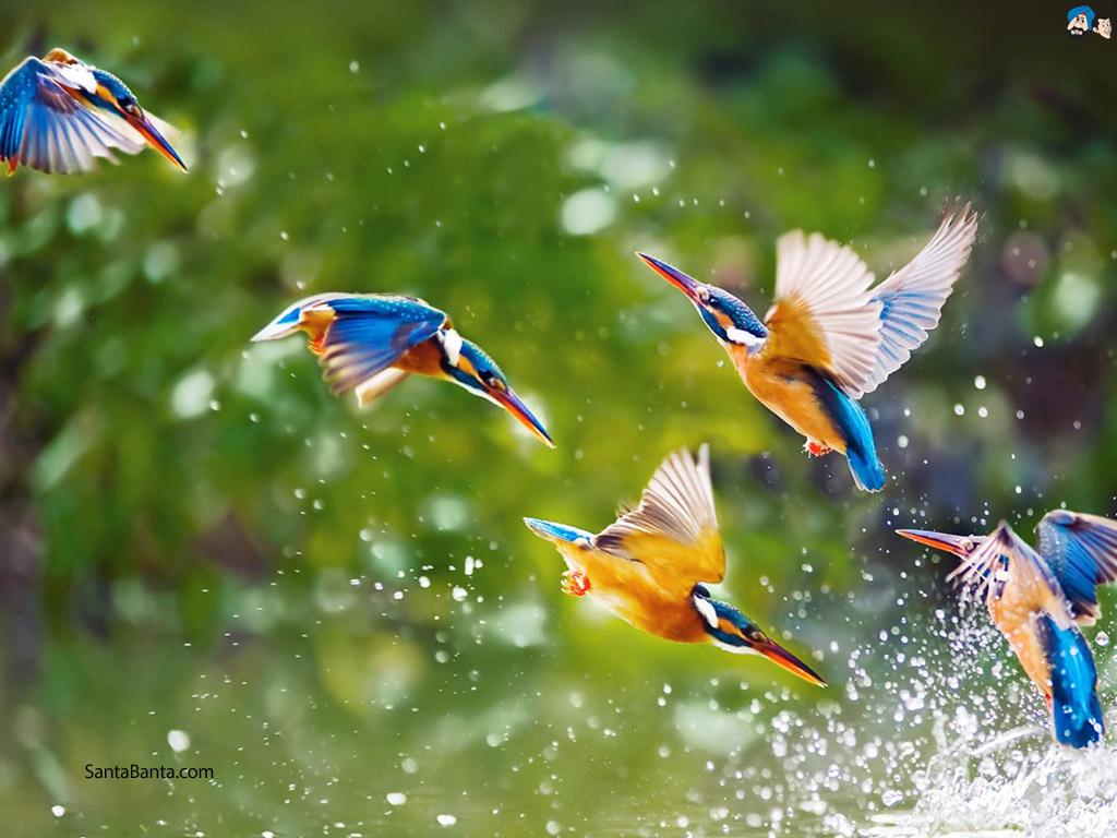1024x768 Full HD Wide Nature Wallpaper & Image .