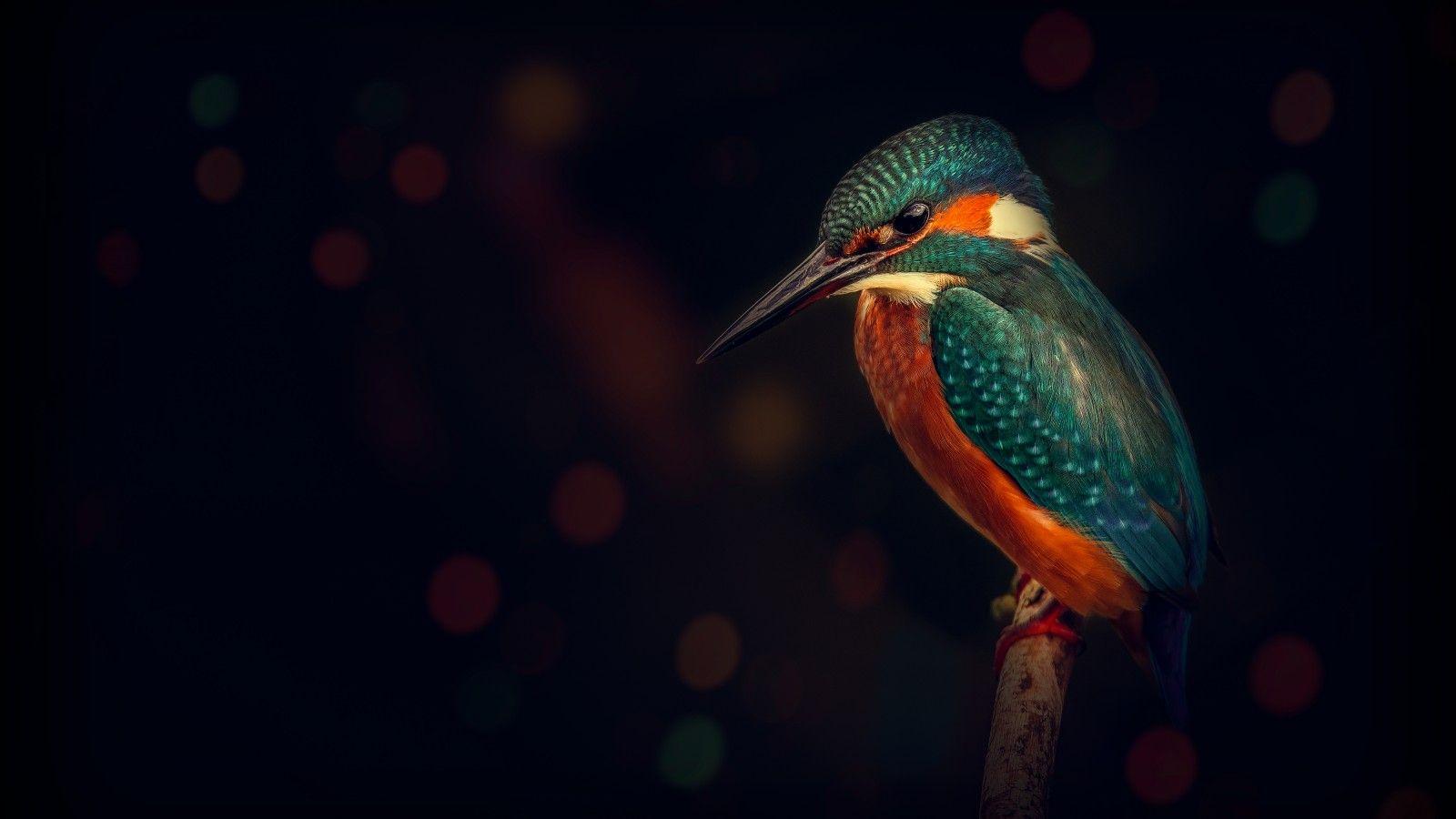1600x900 Kingfisher 4K Wallpaper, Bird, Wildlife .