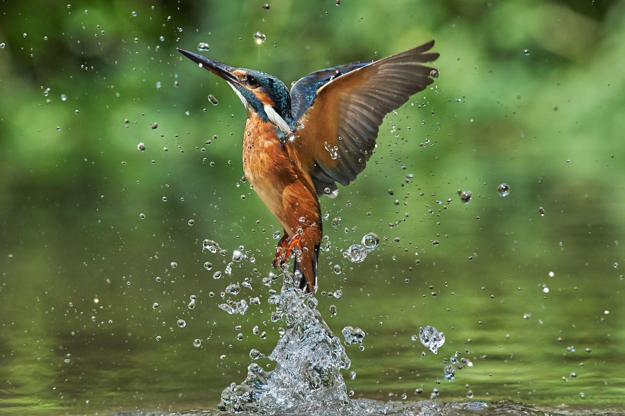 2000x1331 Animal Kingfisher Birds Kingfishers .itl.cat