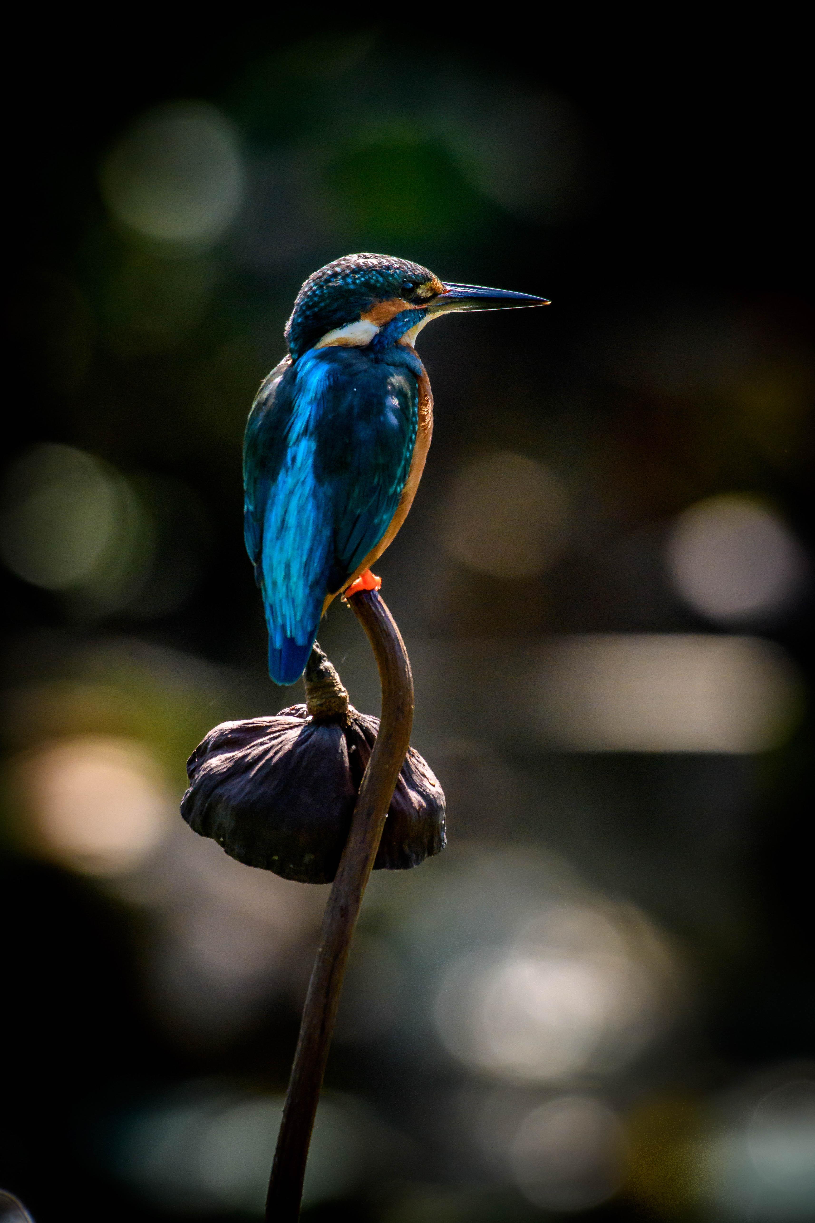 3428x5142 Download wallpaper 3428x5142 kingfisher .